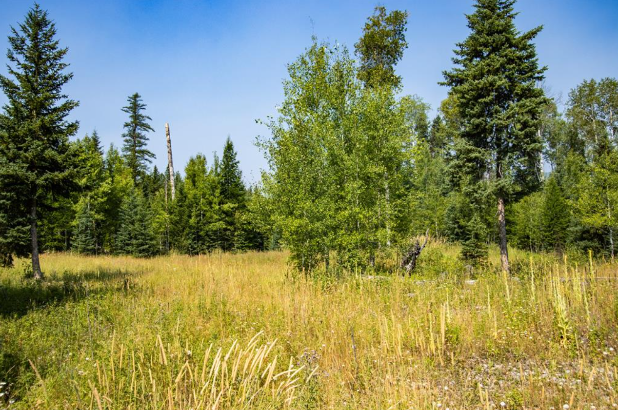 A lush forest clearing with various tall green trees, grasses, and plants under a clear blue sky.