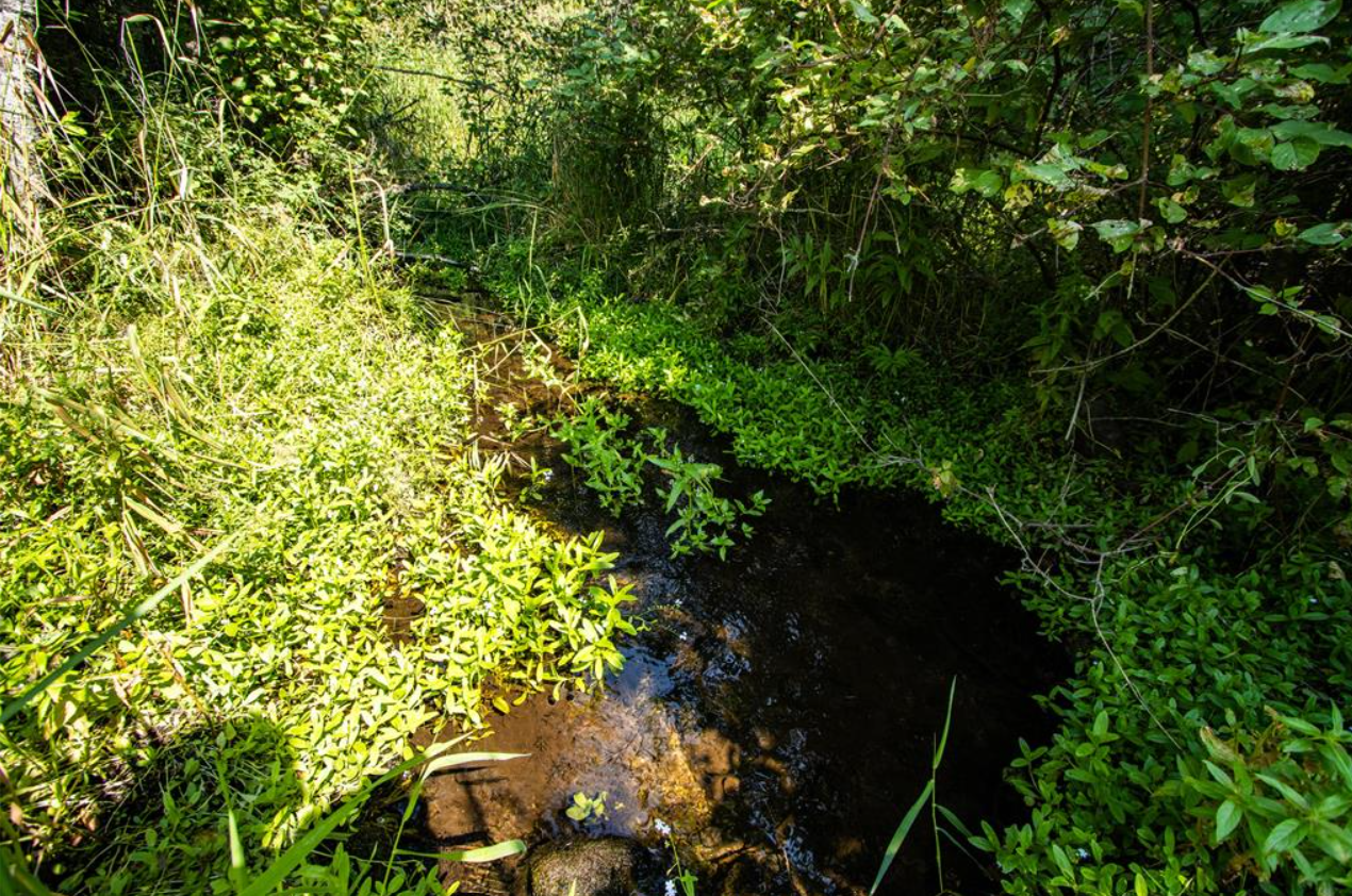 A small, dark stream flowing through lush, green vegetation on both sides in a forested area.