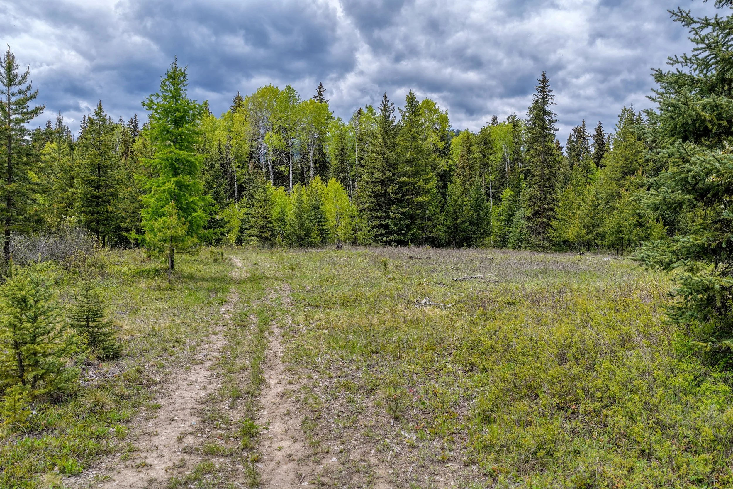 A dirt trail in a grassy clearing leading into a dense forest of green trees under a cloudy sky.