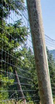 A close-up of a wooden utility pole with a wire fence and green trees in the background under a clear blue sky.