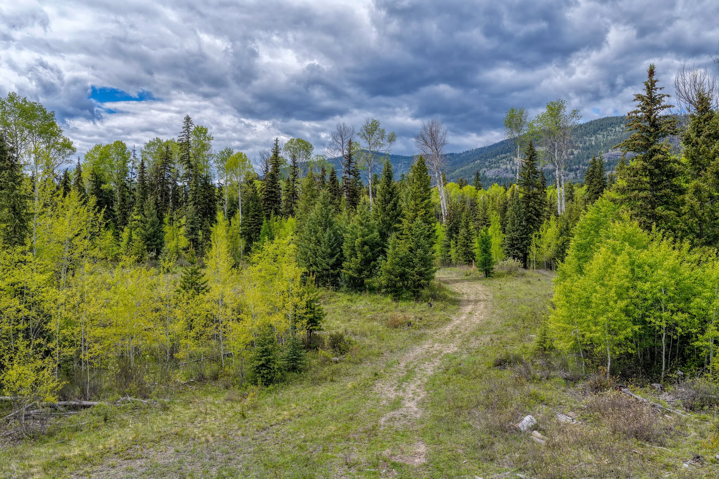 A dirt trail cutting through a forest of green trees with mountain ranges and a partly cloudy sky in the background.