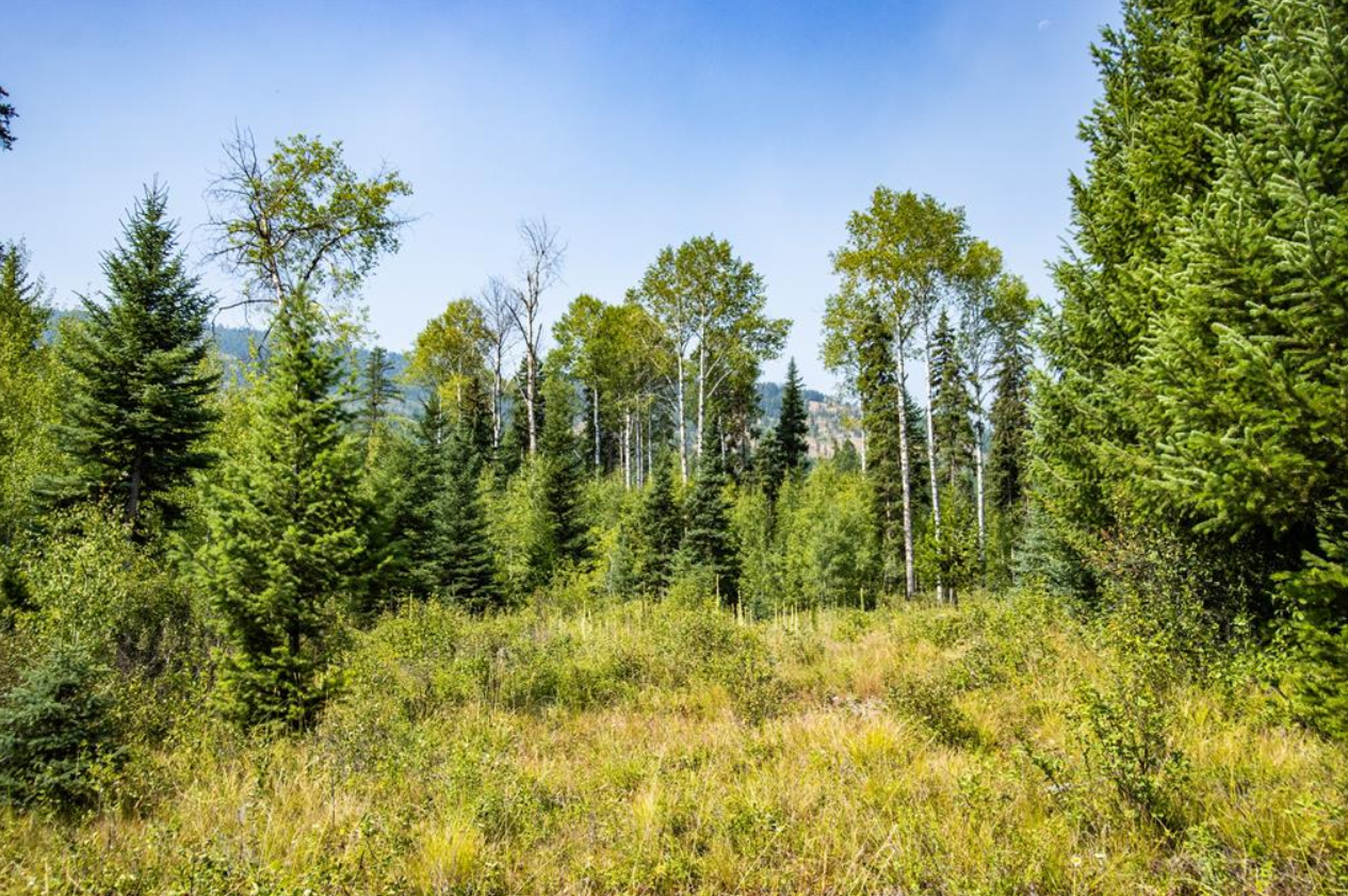 A lush green forest with a variety of trees under a clear blue sky.