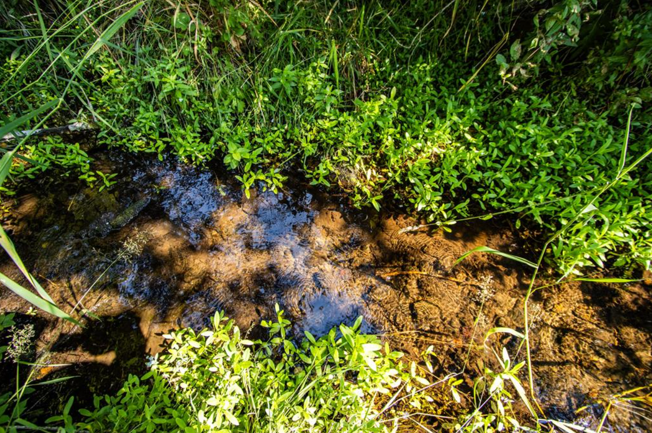 A small, shallow stream with muddy bottom surrounded by dense green vegetation and grass.