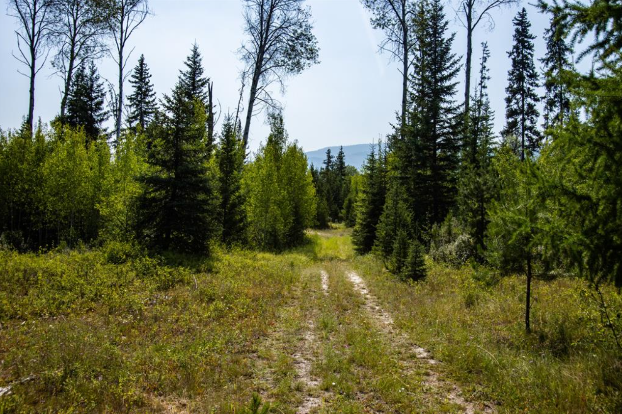A dirt trail running through a forest with tall evergreen and deciduous trees under a partly cloudy sky.