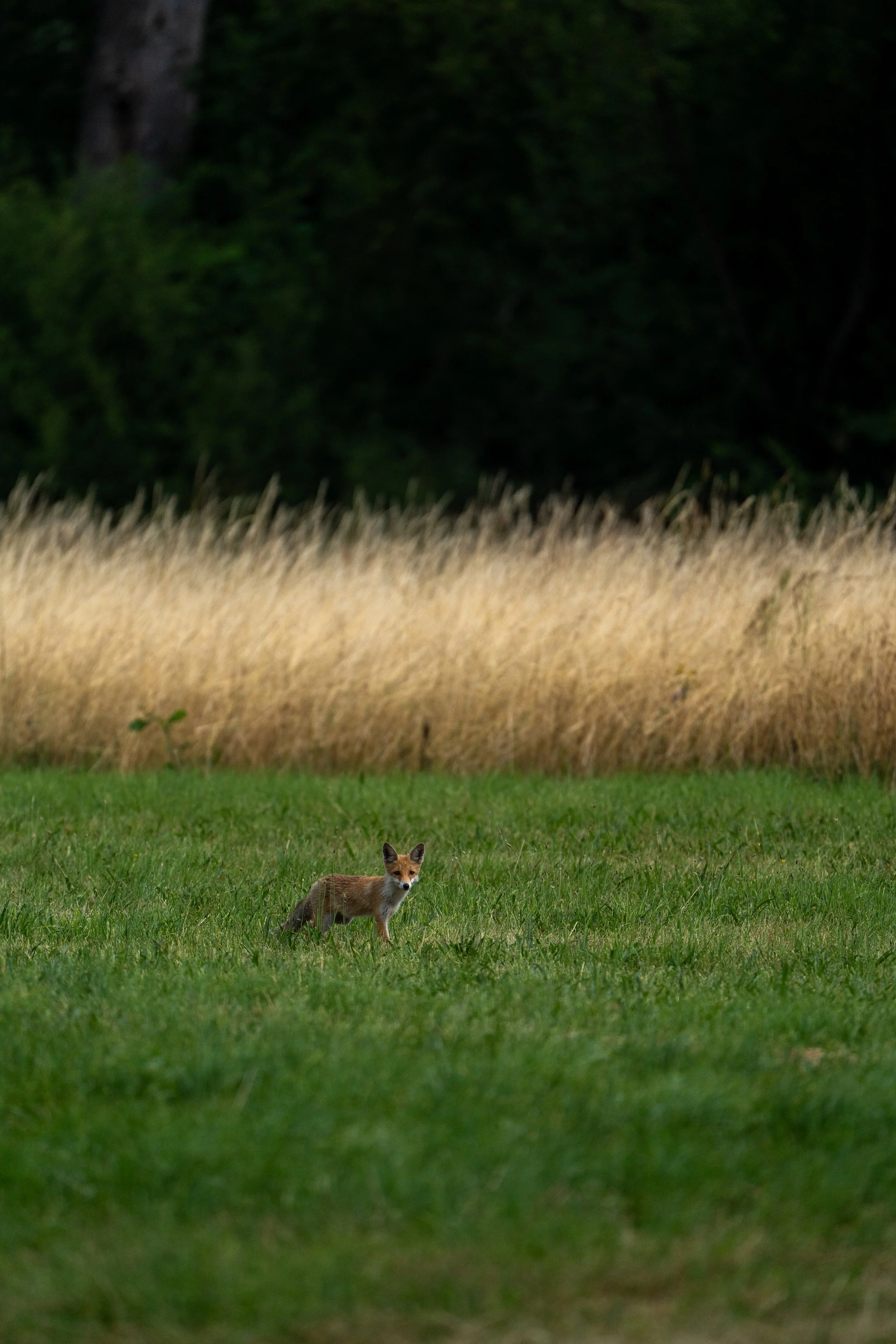 A small fox standing in a green grassy field with tall grasses and dark trees in the background.