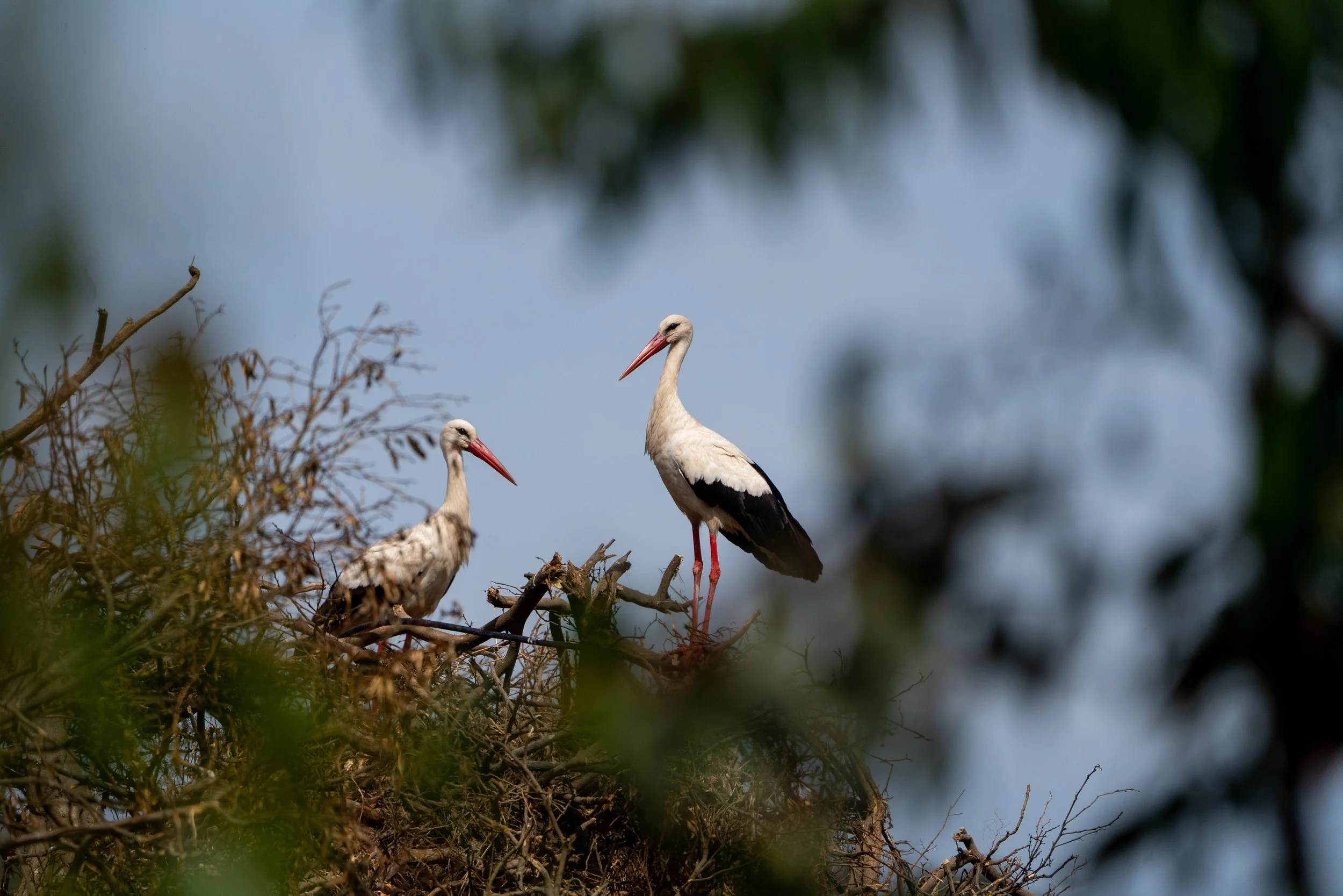 Two storks standing on a nest on a tree branch, with blurred green leaves in the foreground and a blue sky in the background.