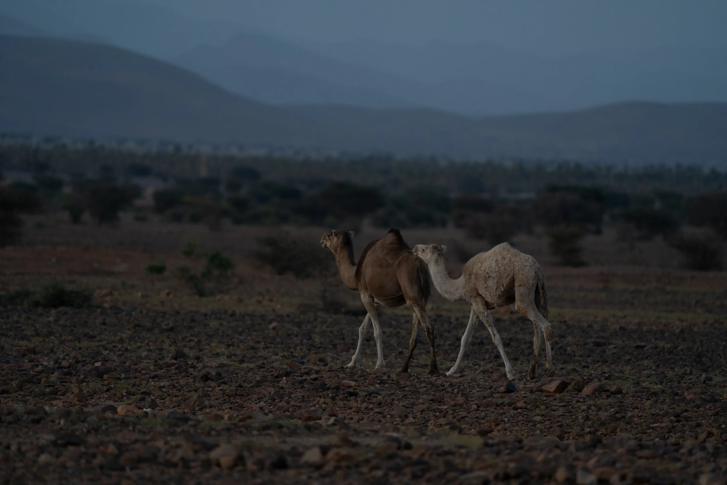 Two young camels walking on rocky terrain with mountains in the background during dusk or dawn.