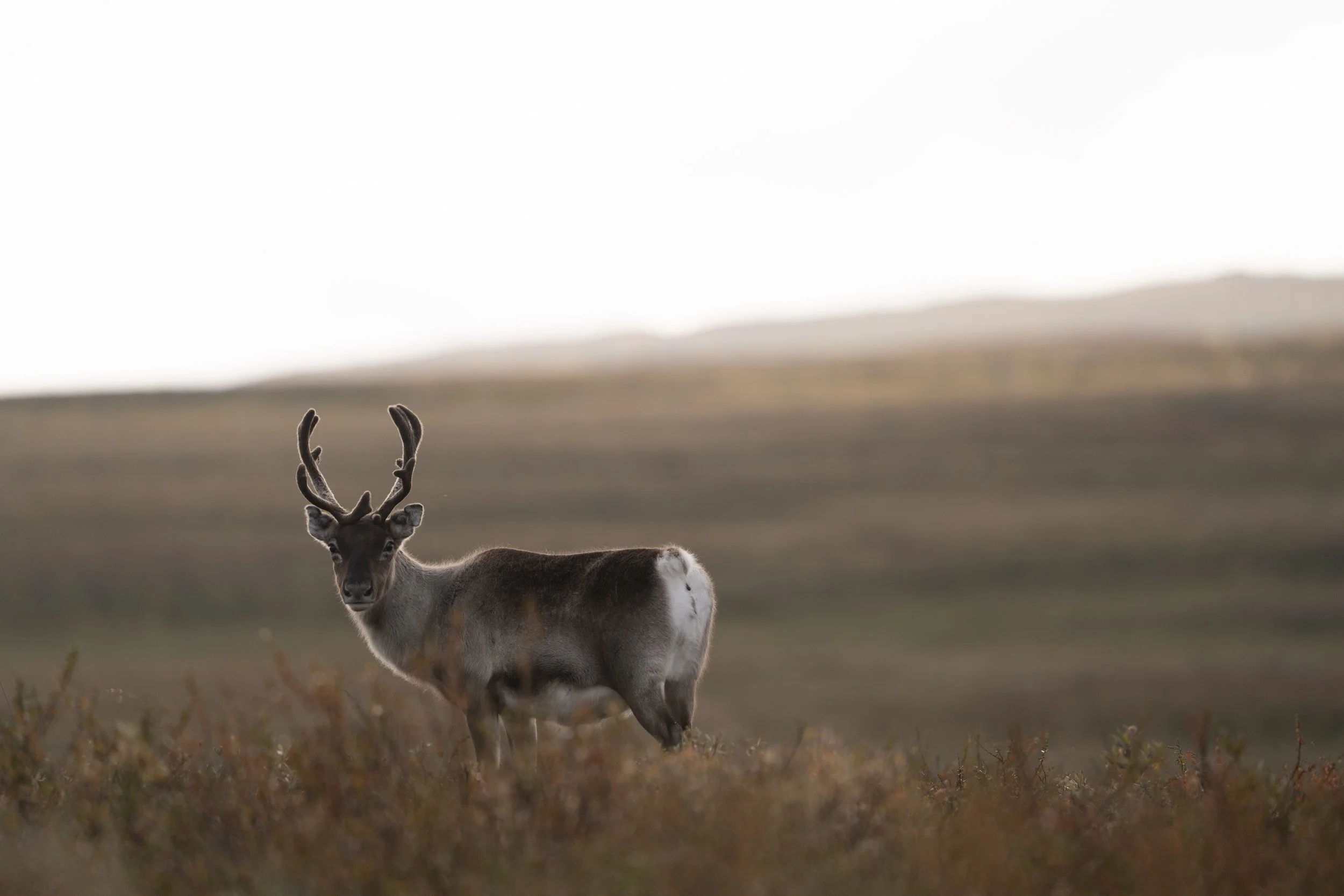 A reindeer standing in a field with a blurred natural landscape and sky in the background.