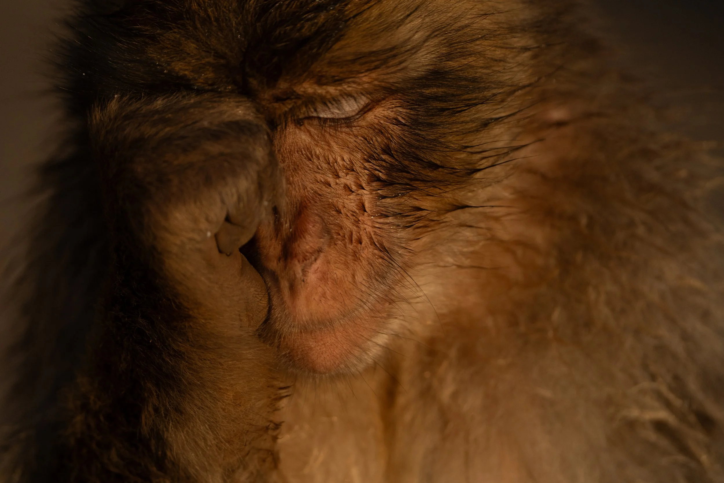 Close-up of a sleeping dog's face, focusing on the fur around the eye and nose.