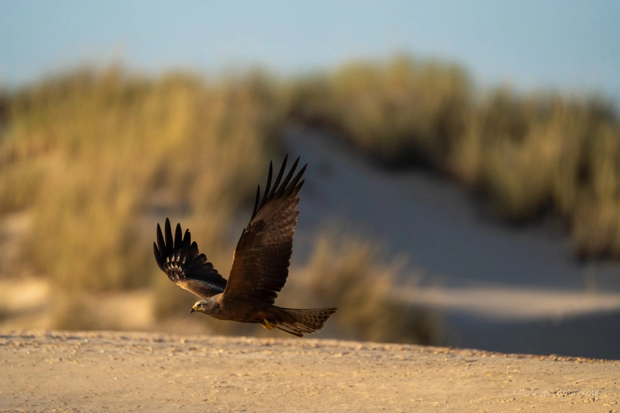 A bird of prey, likely a hawk, is captured in mid-flight with its wings spread, landing on a sandy surface with a blurred background of trees and sky.