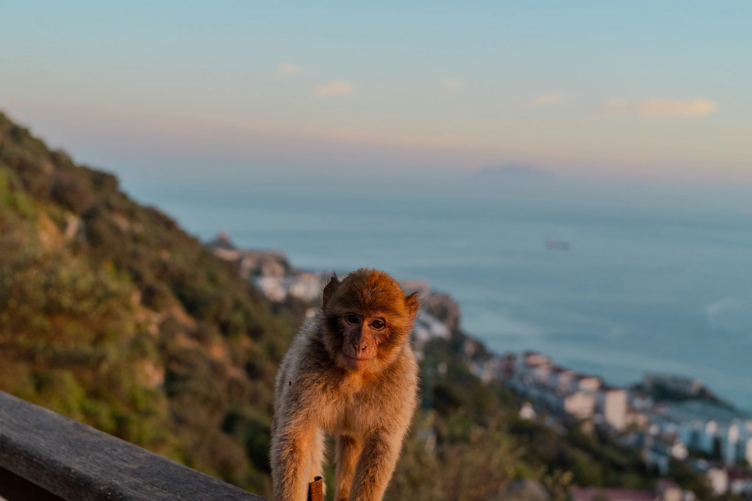 Young monkey standing on a ledge with a coastal landscape in the background, featuring city buildings and the ocean, during sunset.