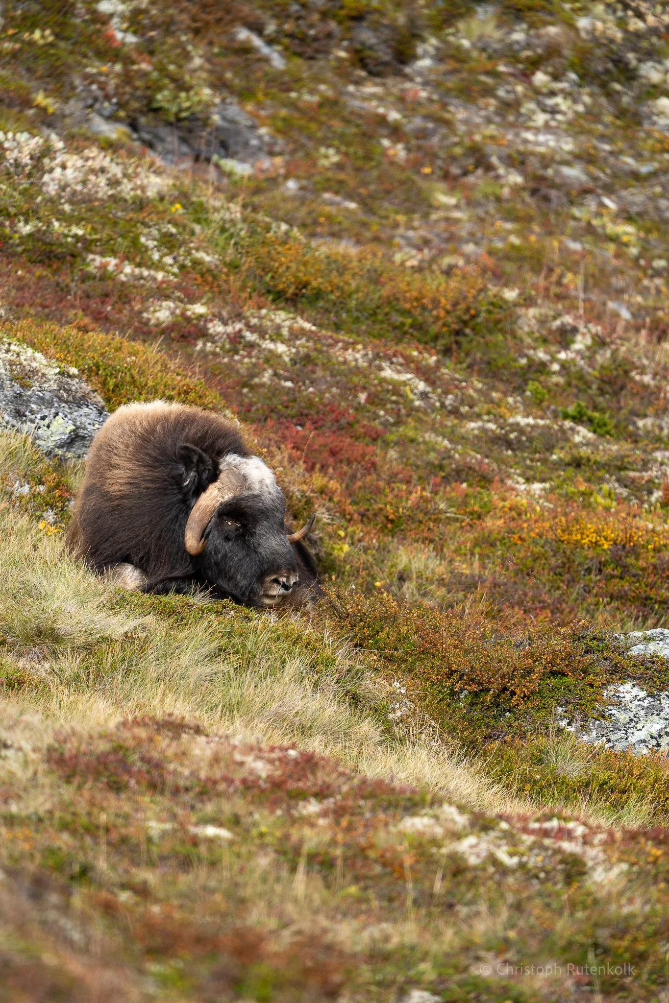 A large, furry, black and white mountain goat resting on a grassy hillside with colorful autumn foliage in the background.