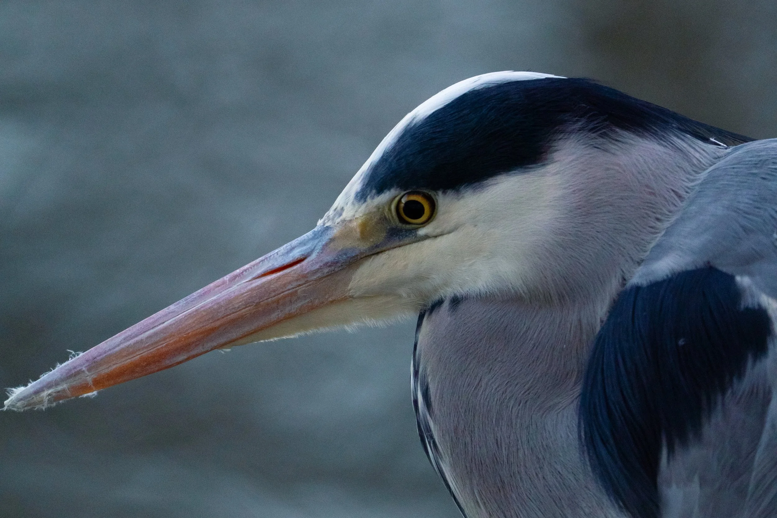 Close-up of a heron bird's head, featuring its yellow eye, long pale pink beak, and black and white feathered head against a blurred natural background.