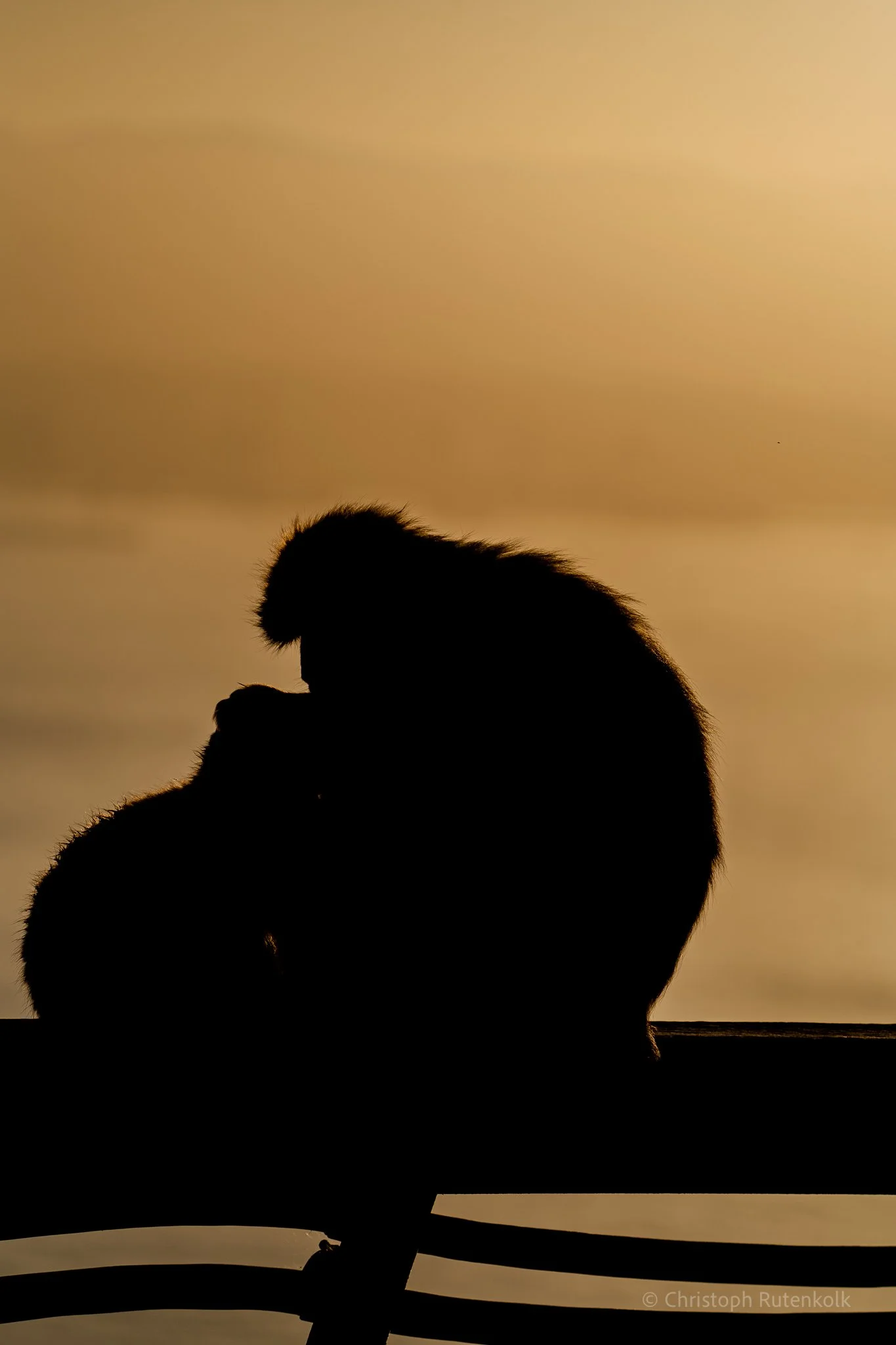 Silhouette of a bird perched on a railing during sunset or sunrise with a warm, golden sky in the background.