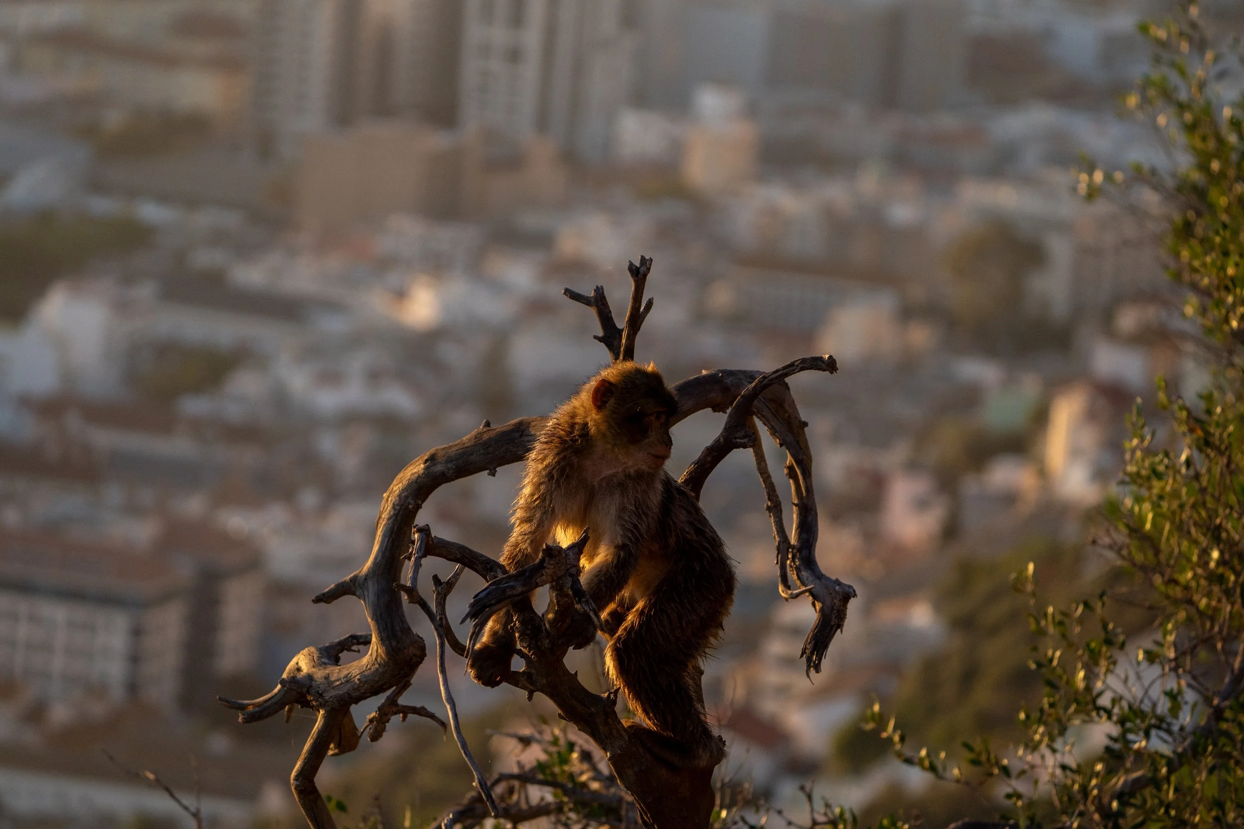 A monkey sitting on a twisted, leafless branch with a city skyline in the background.