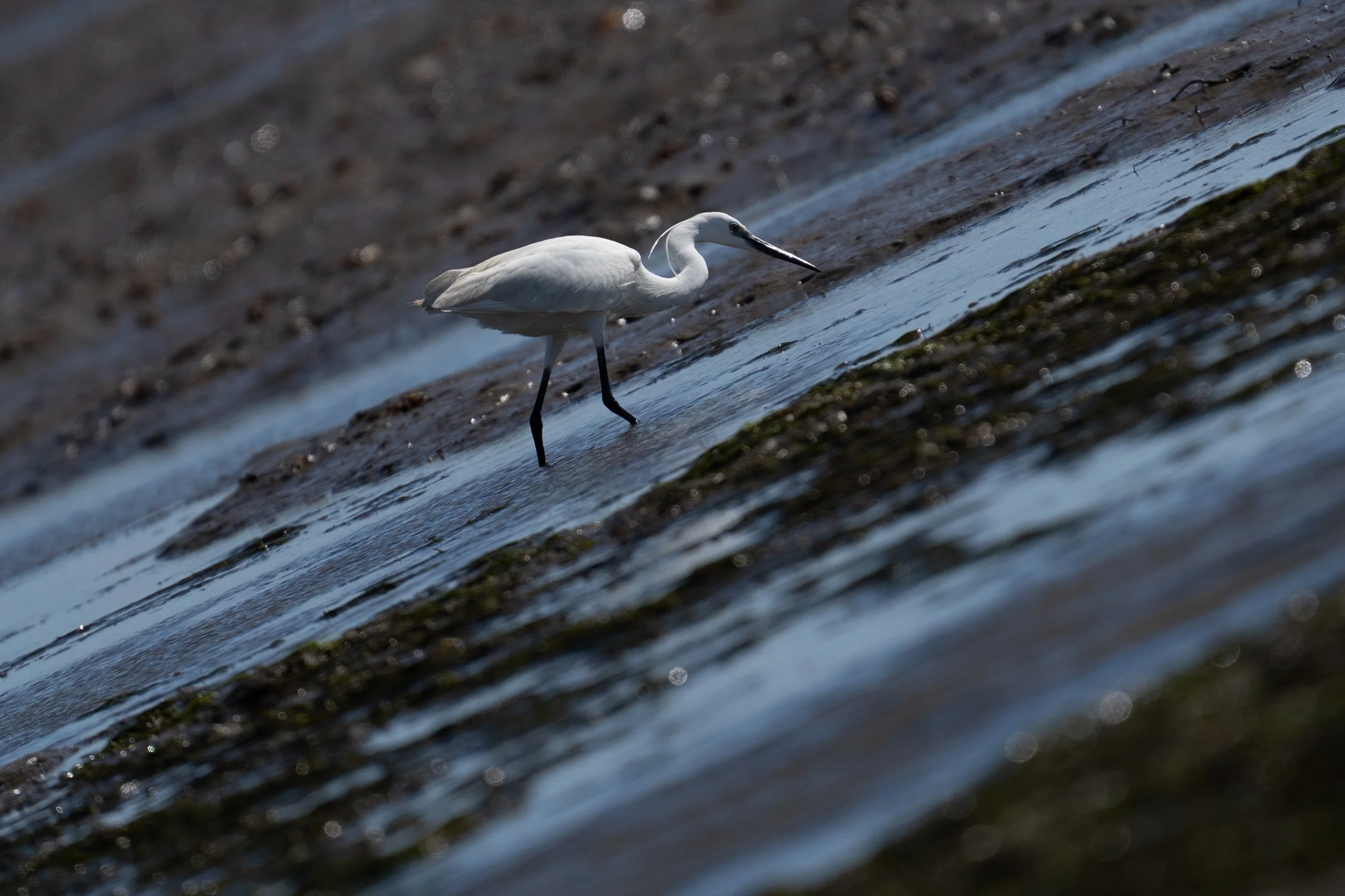 A white heron wading in shallow water along a shoreline, with the shore and wet sand visible in the background.