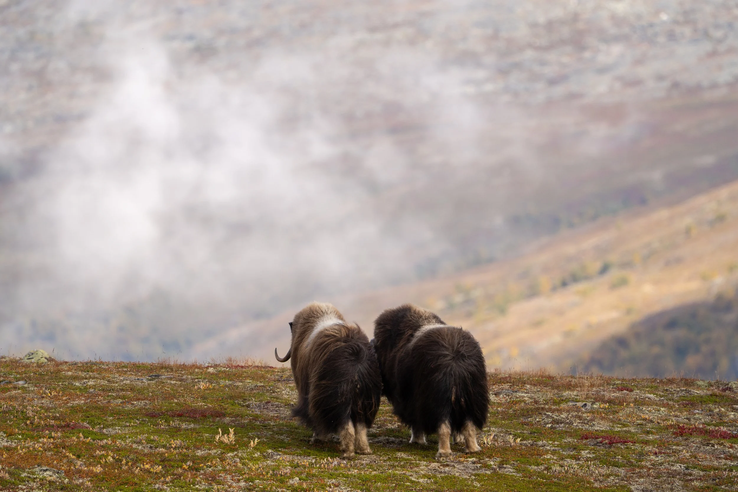 Three fluffy dogs with dark fur in a grassy field, with a landscape of hills and clouds in the background.