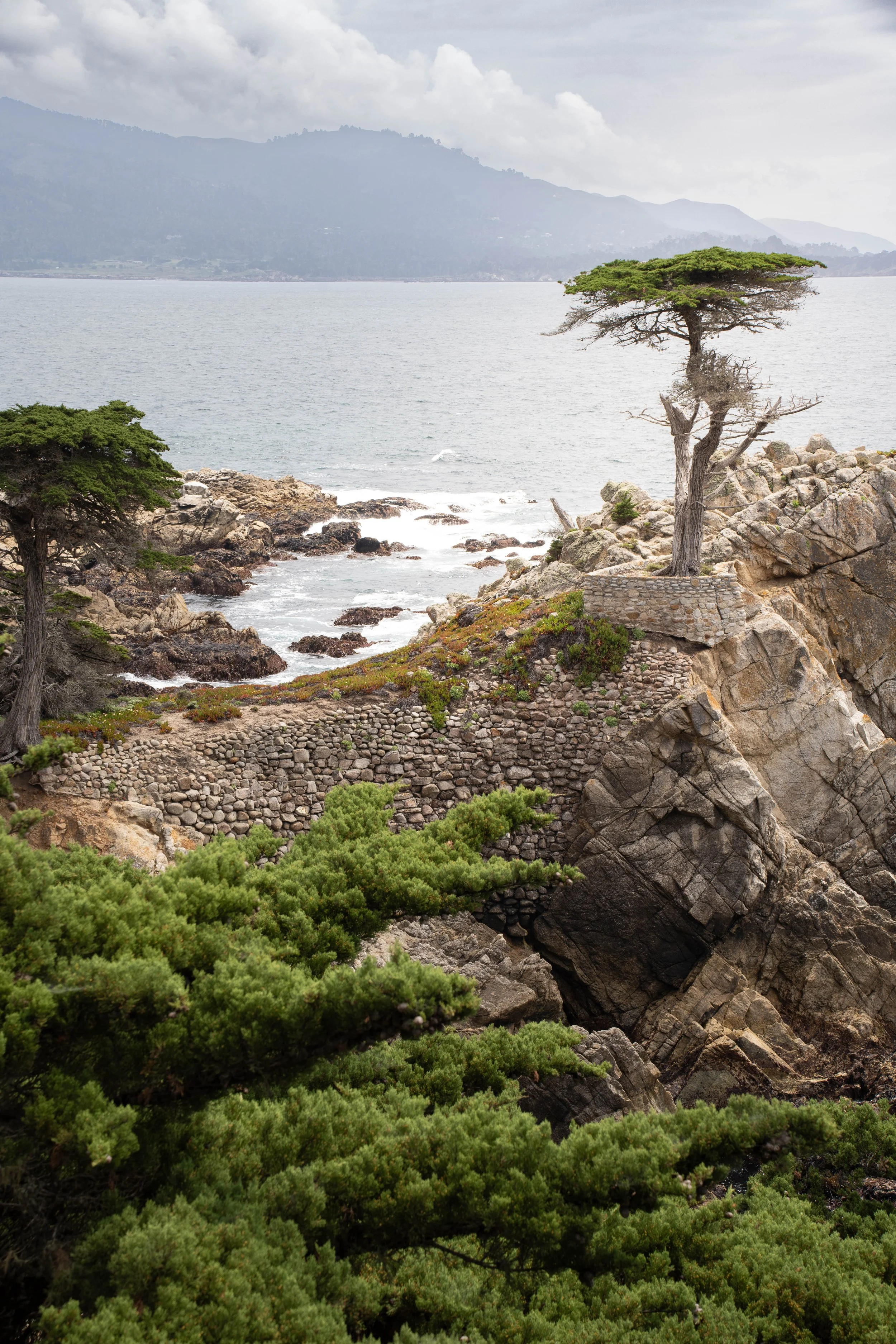 Coastal scene with rocky shoreline, a lone pine tree on the rocks, and a misty mountain background over the water.
