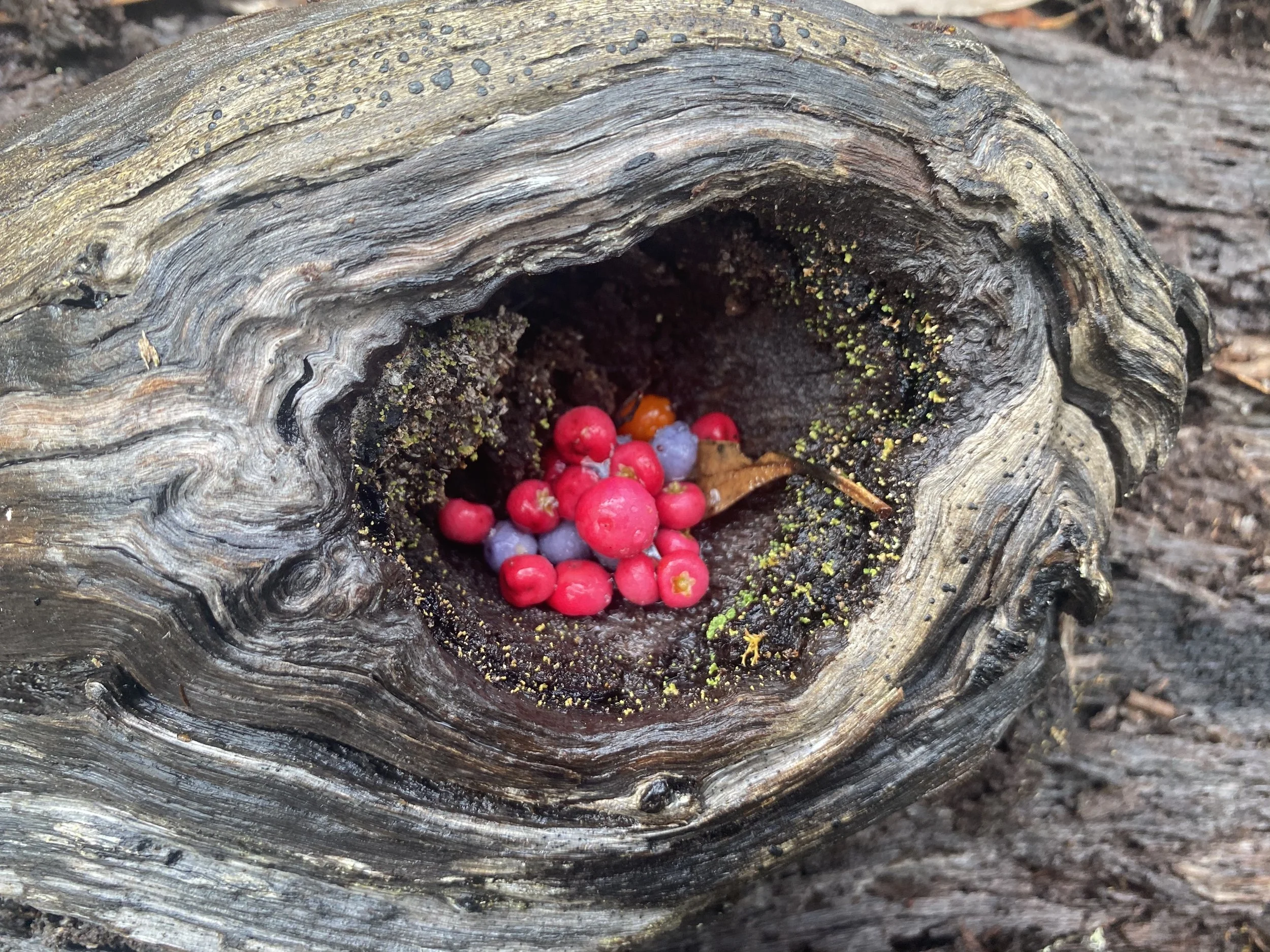 “Listening as Earth's Body”