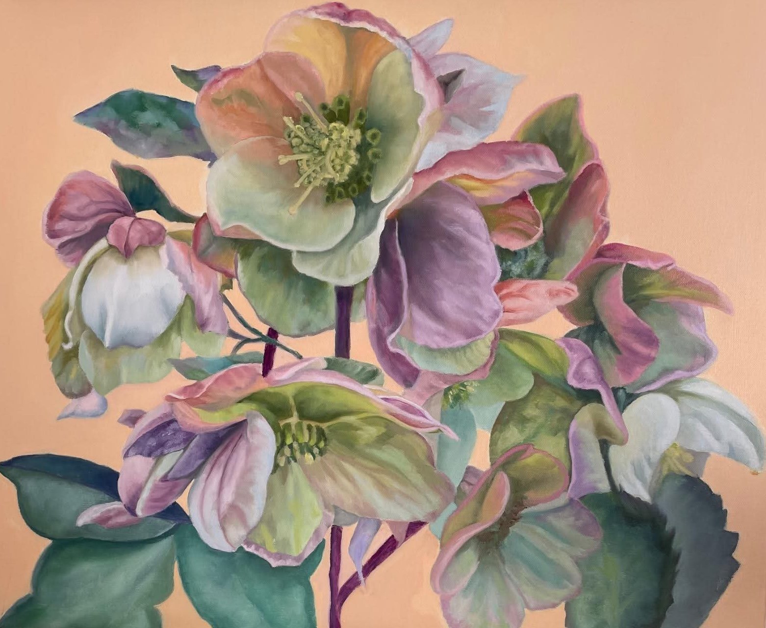 Hellebores
