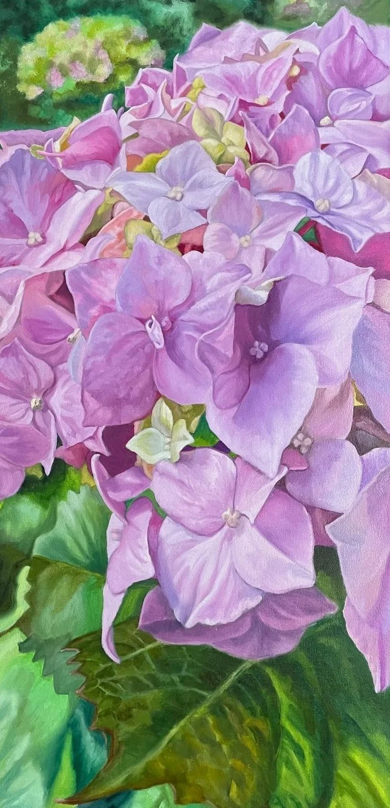 Hydrangeas