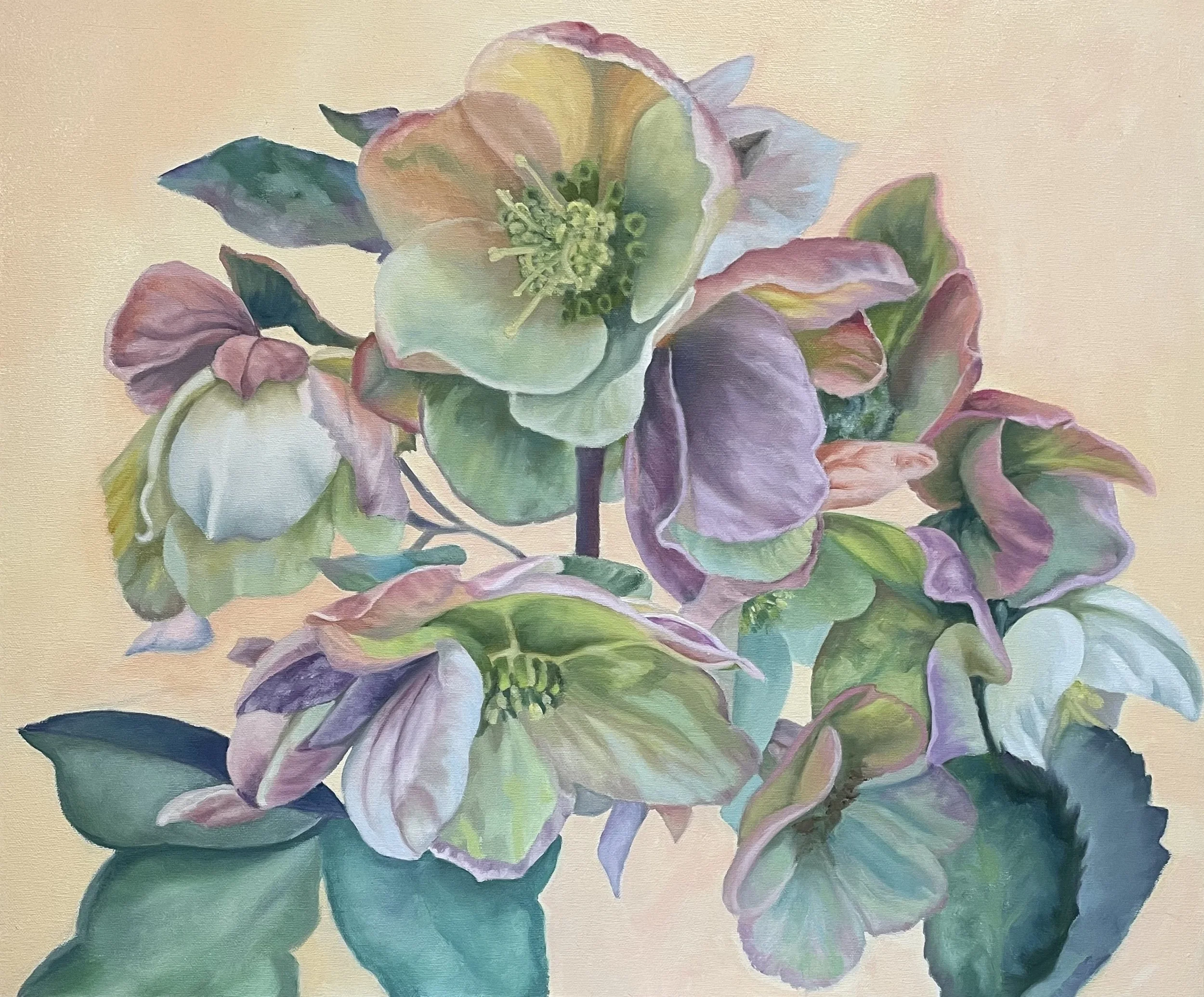 Hellebores