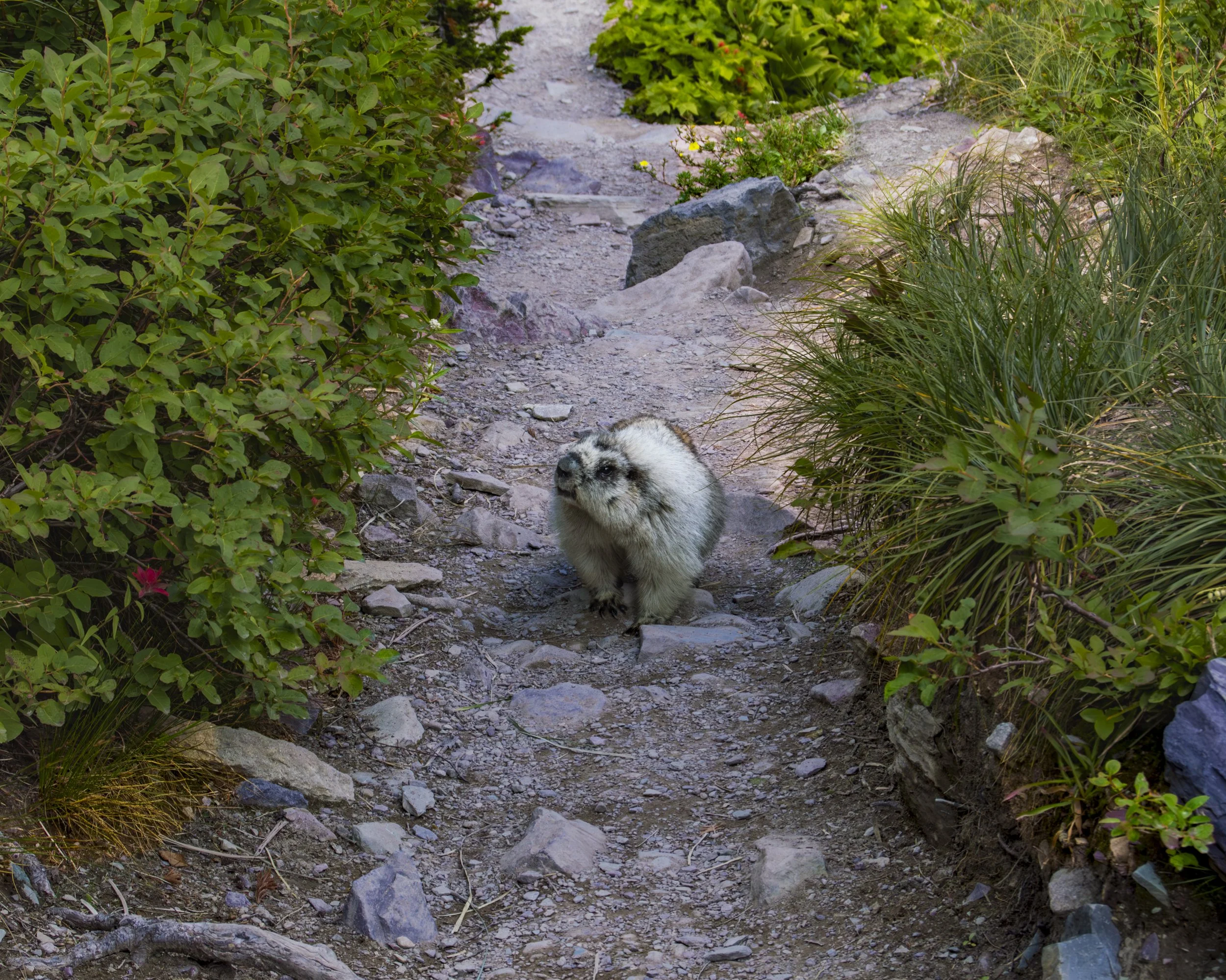 DSC_0232.JPG