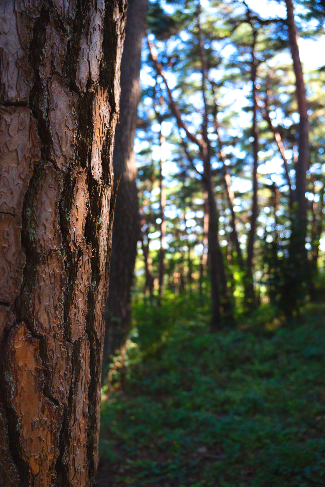 South Korea - Bamboo Forest