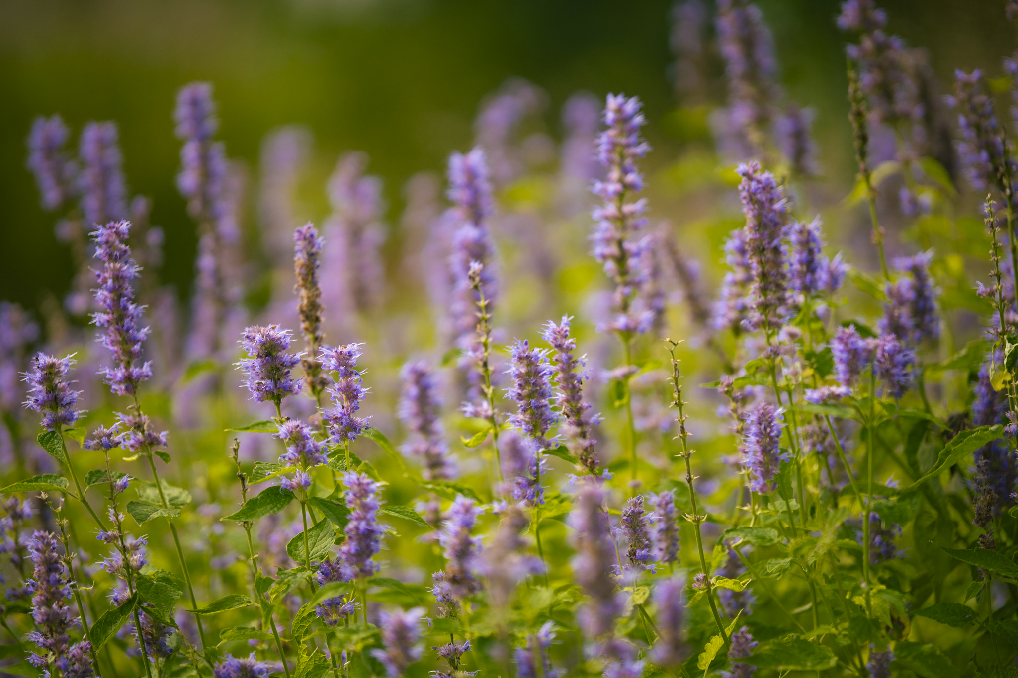 South Korea - Botanical Gardens