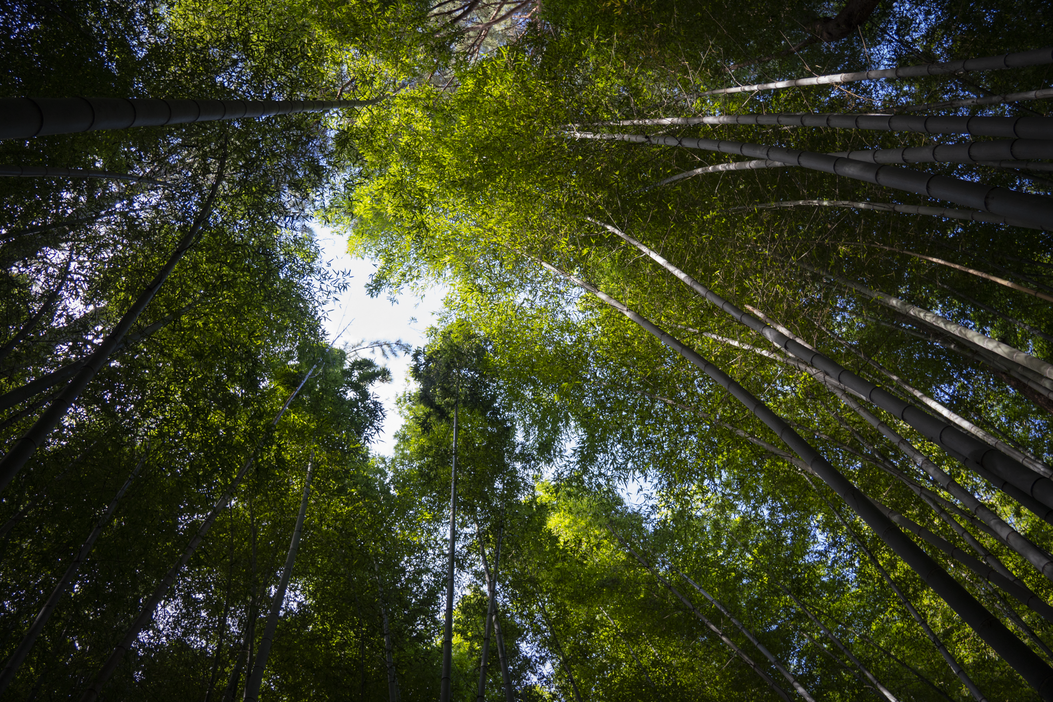 South Korea - Bamboo Forest