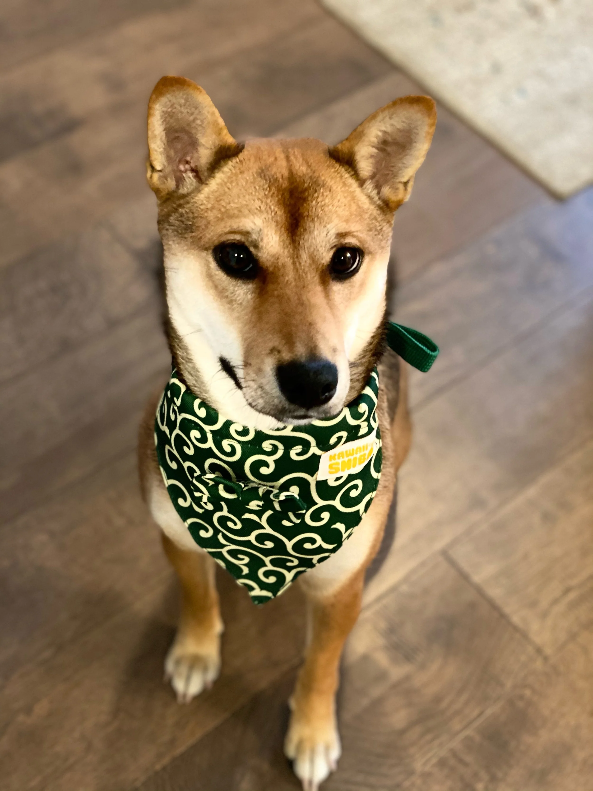 A Shiba Inu dog owned by Daxton Johnson, Licensed Clinical Mental Health Counselor, LCMHC, and depression therapist at Lionheart Counseling LLC in Murray, Utah