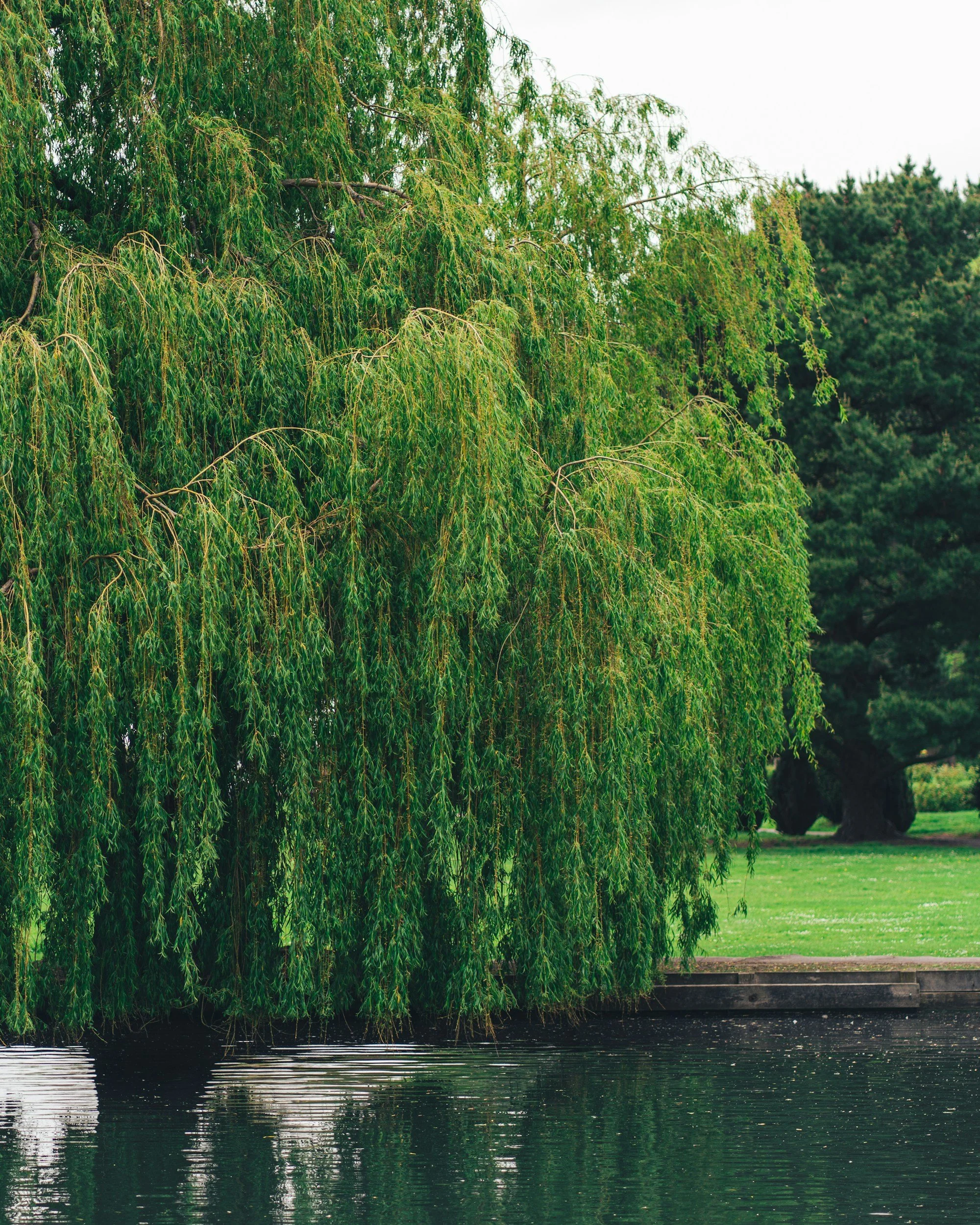 A peaceful park scene with a weeping willow tree overhanging a calm pond, lush green grass, and other trees in the background.
