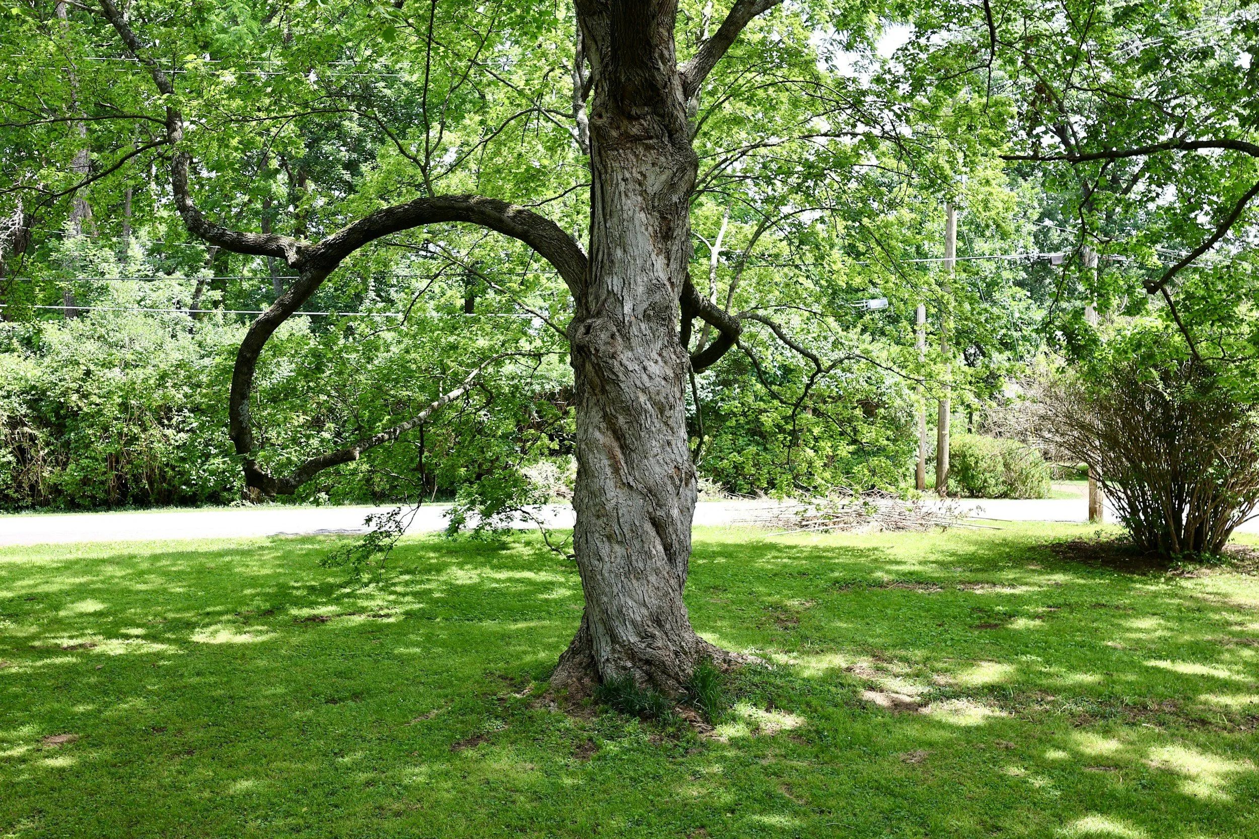 A large tree with a thick trunk and sprawling branches on a grassy lawn, with dense green foliage and sunlight filtering through the leaves.