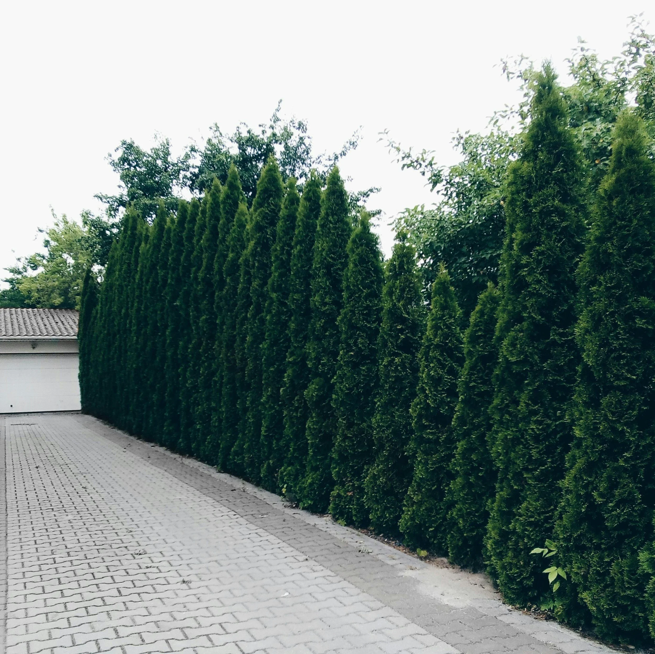 A tall, dense row of green evergreen trees lining a paved driveway in front of a white garage door.