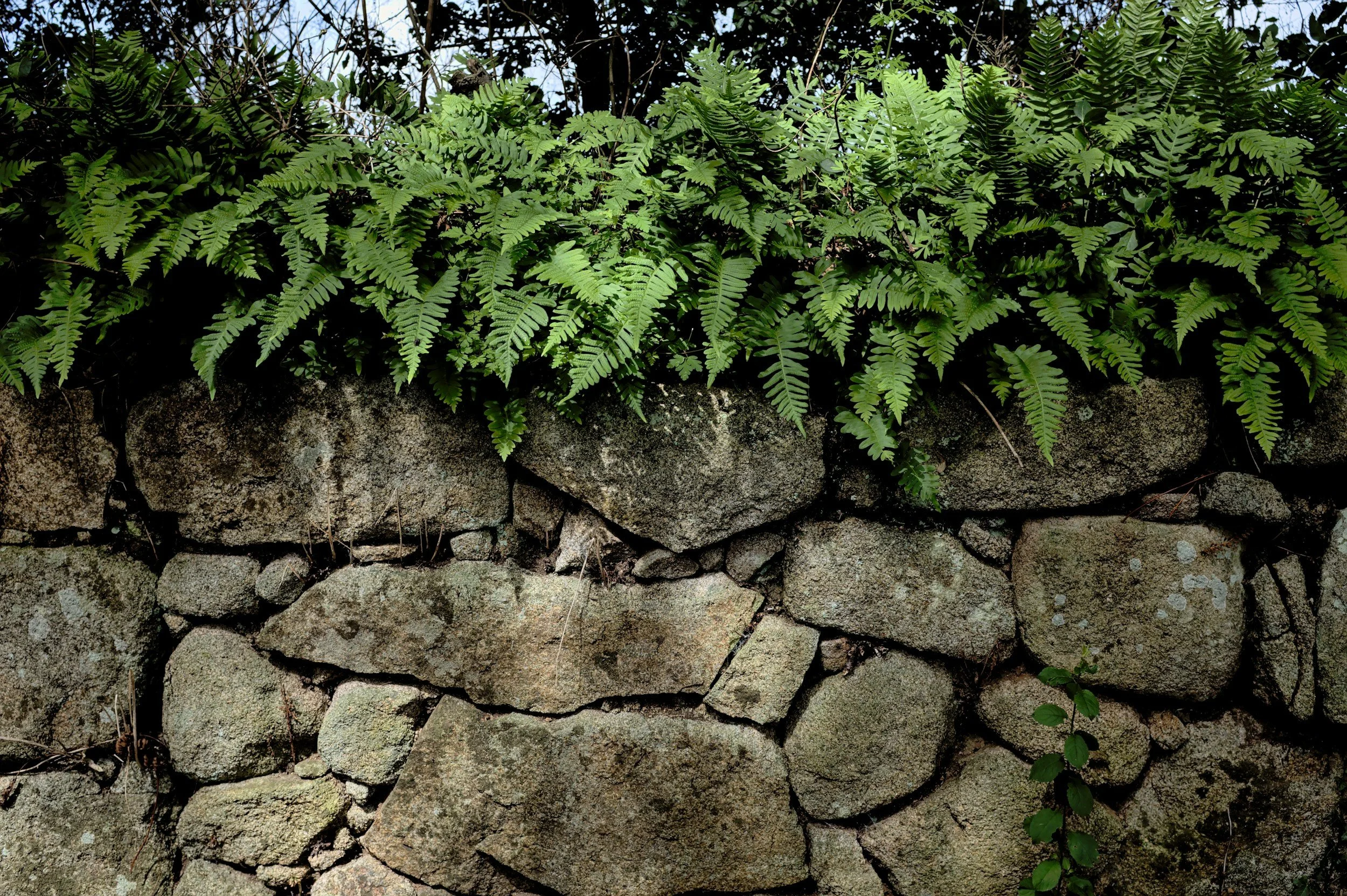 A stone wall with green fern plants growing on top of it.