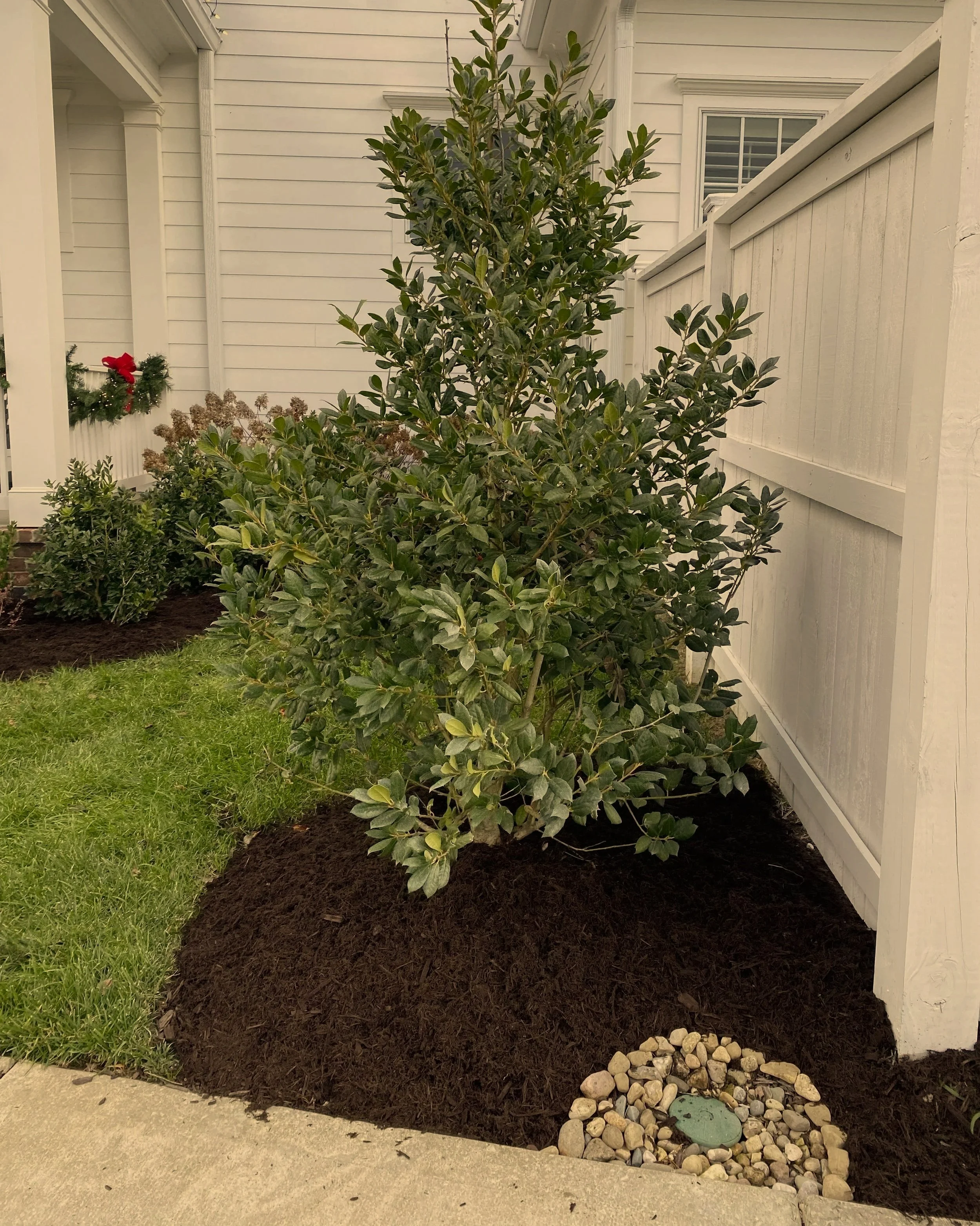 A large green shrub planted in freshly turned dark soil near a white fence and house.