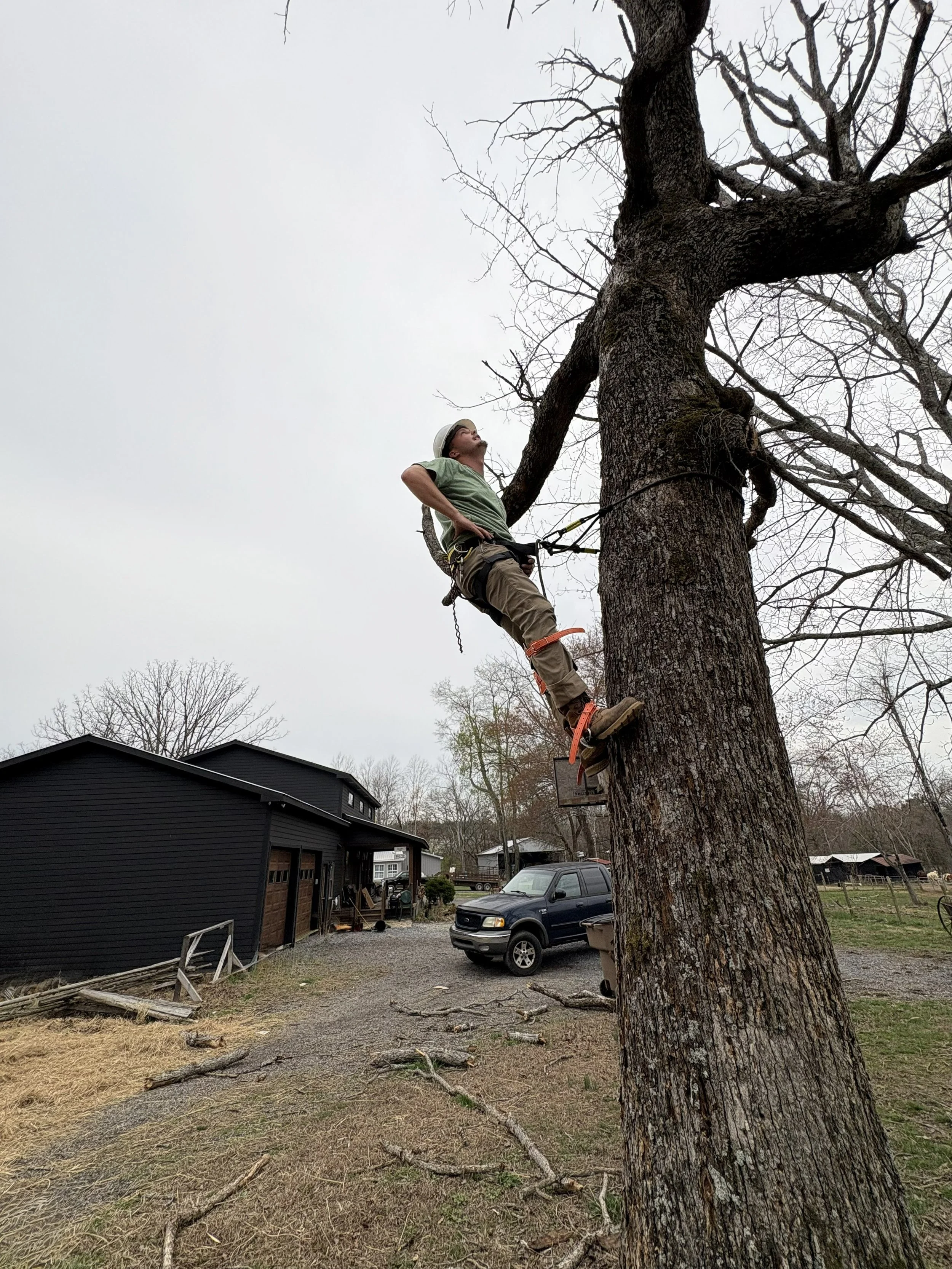 A person in safety gear climbing a large leafless tree outdoors on an overcast day.