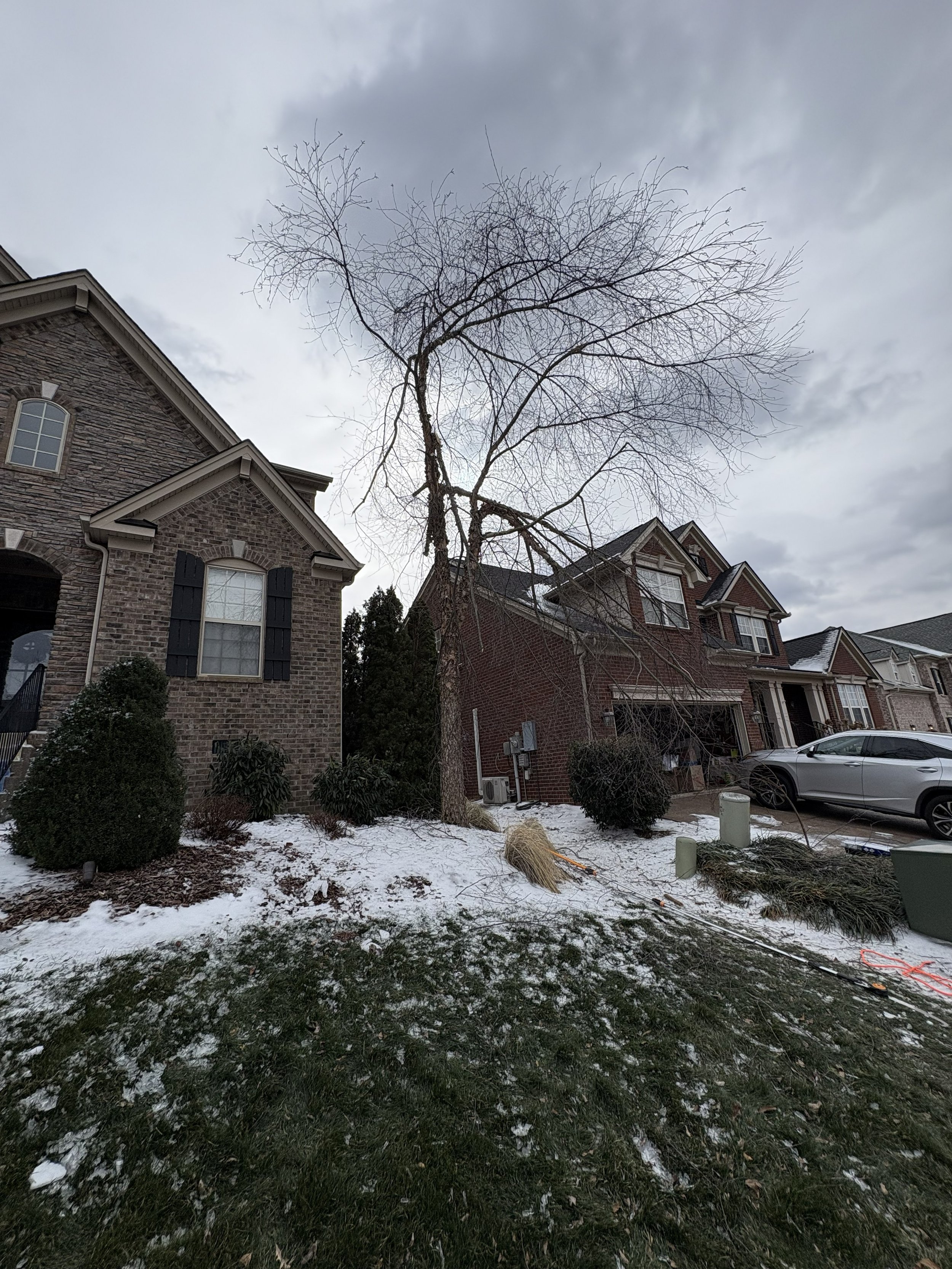 Leafless tree in front of suburban houses with snow on the ground and some fallen branches.