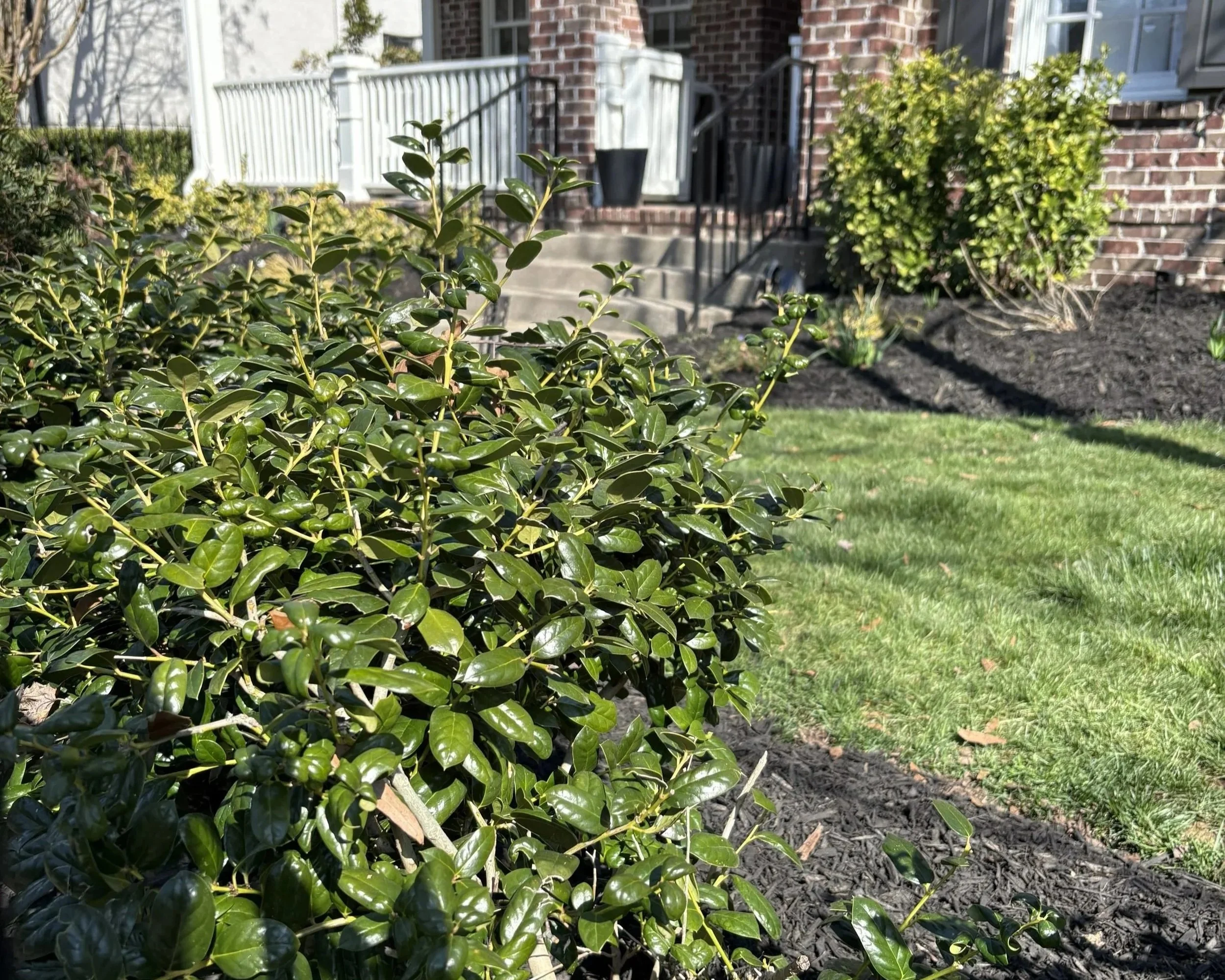 Green bushes and shrubs in a well-maintained garden, with a brick house and steps with railing in the background.