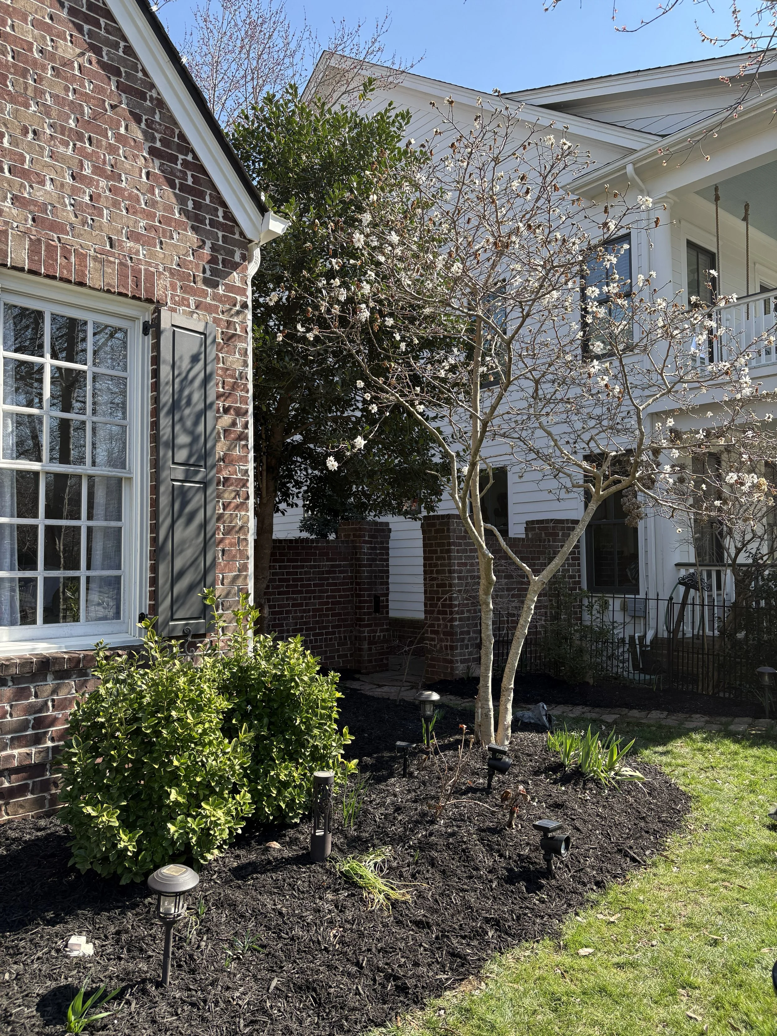 A garden bed with mulch, small green plants, and a flowering tree in front of a brick house with white shutters and a window, daytime with clear blue sky.