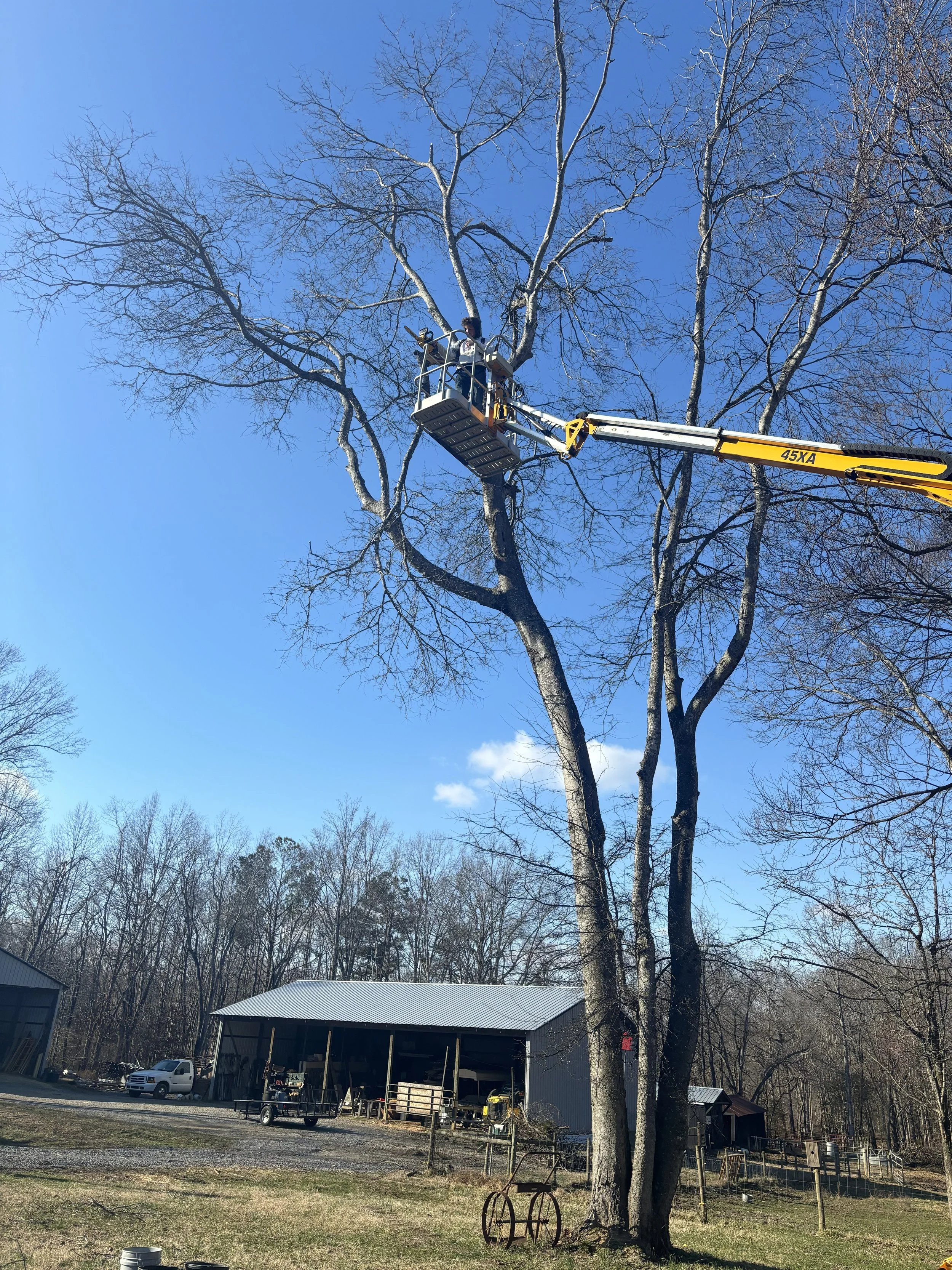 A person in a hoist trimming tree branches high up with a clear blue sky.