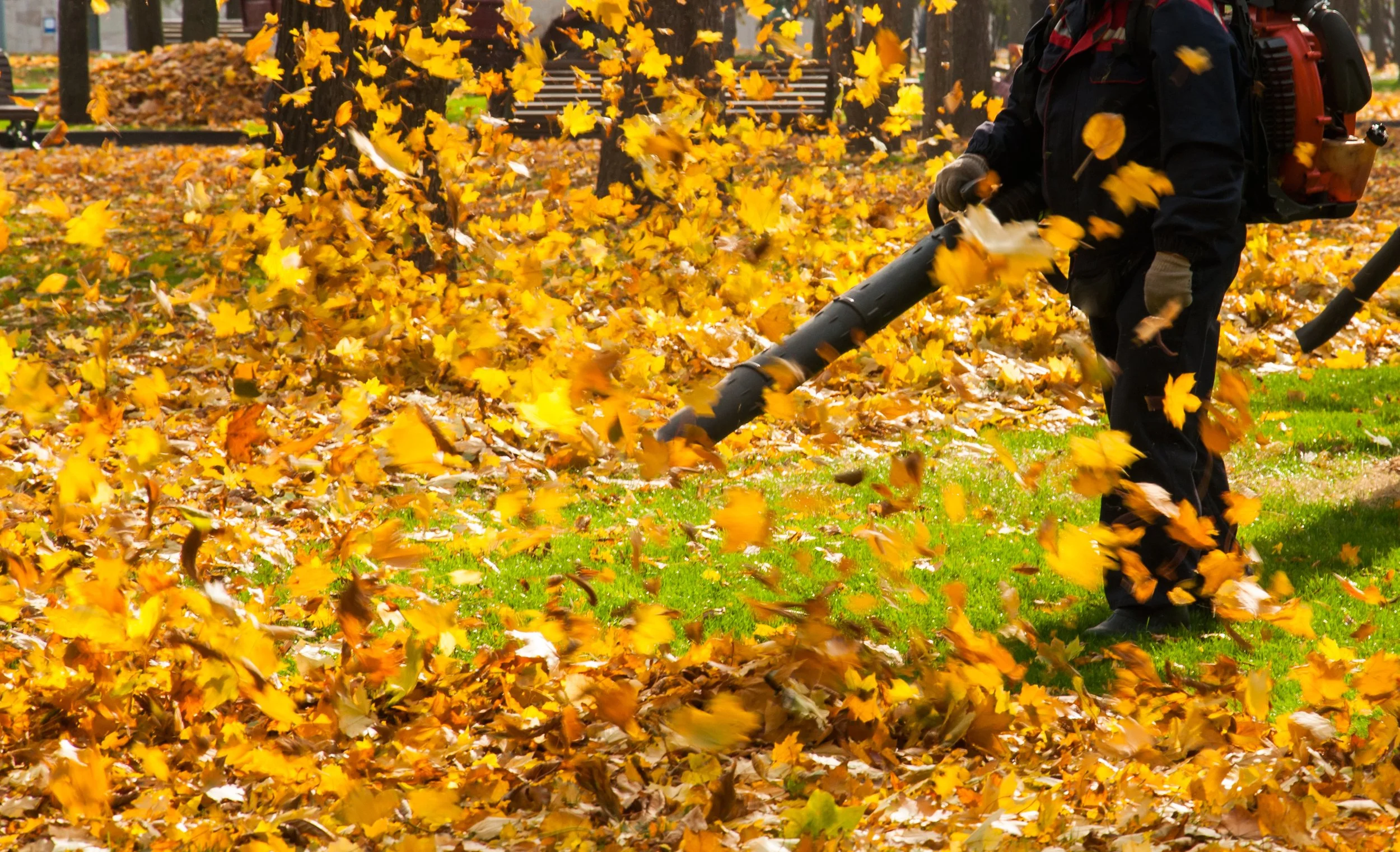 Spring and fall yard, cleanups Windsor Ontario