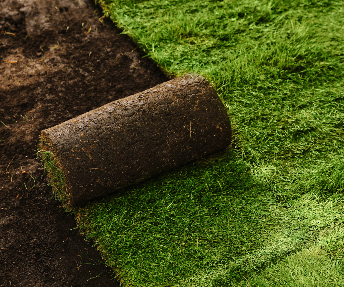 A lawn roller resting on a freshly mowed grass lawn next to a patch of exposed soil.
