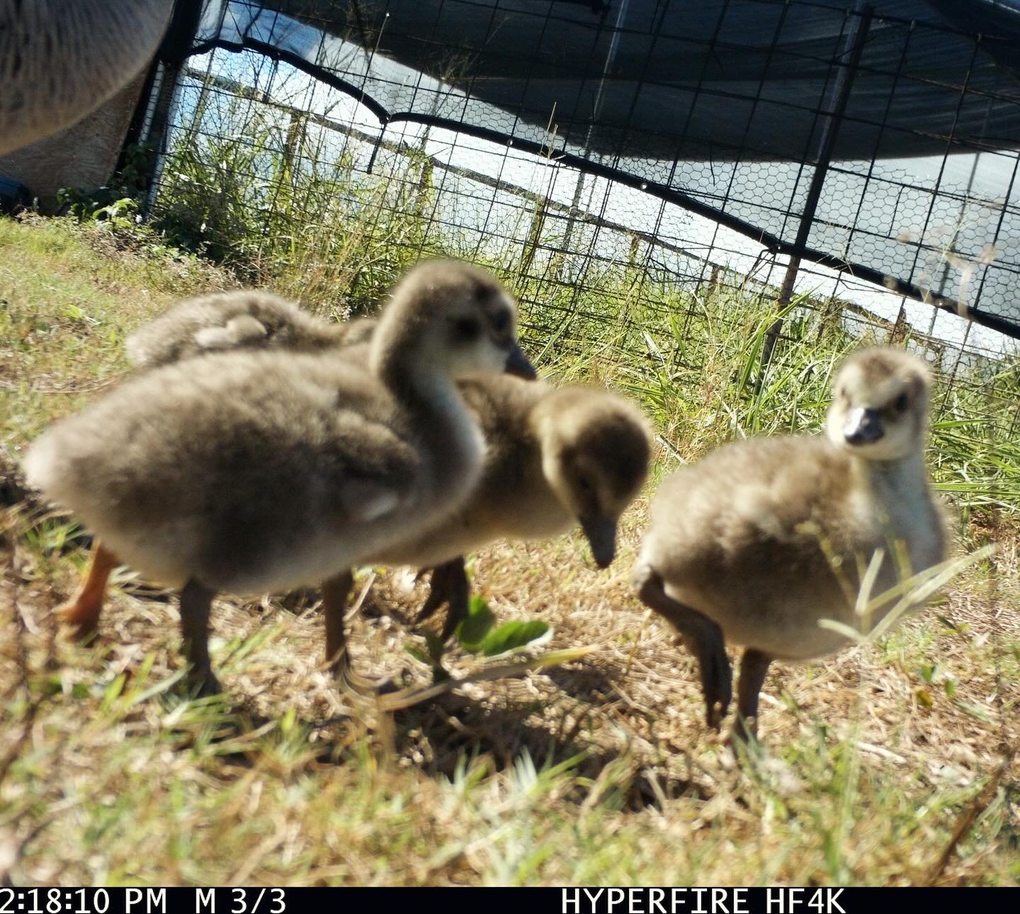 Our Nēnē goslings! #Spotted #TrailCam #Molokai