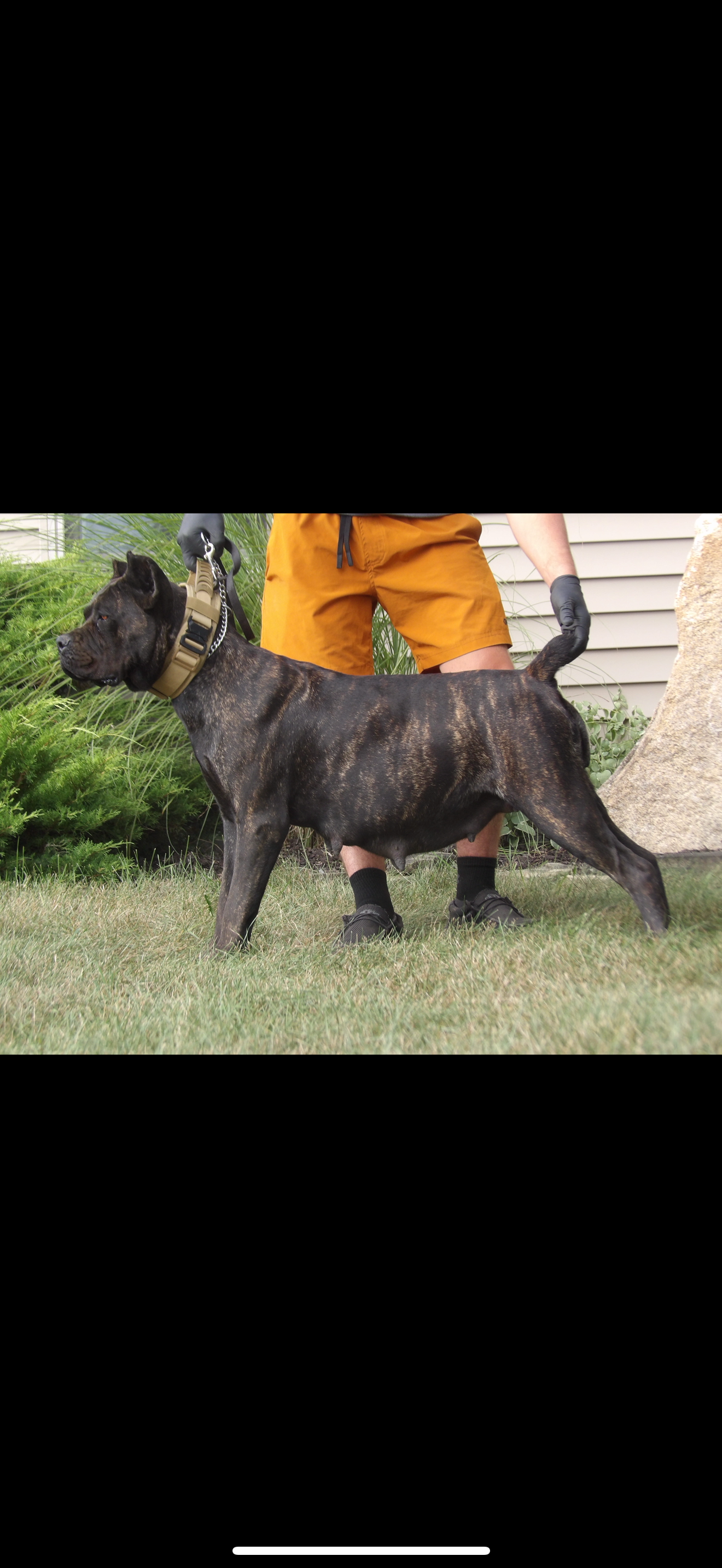 Kingdom Corso's Glory x Madrivers Big Tim Litter