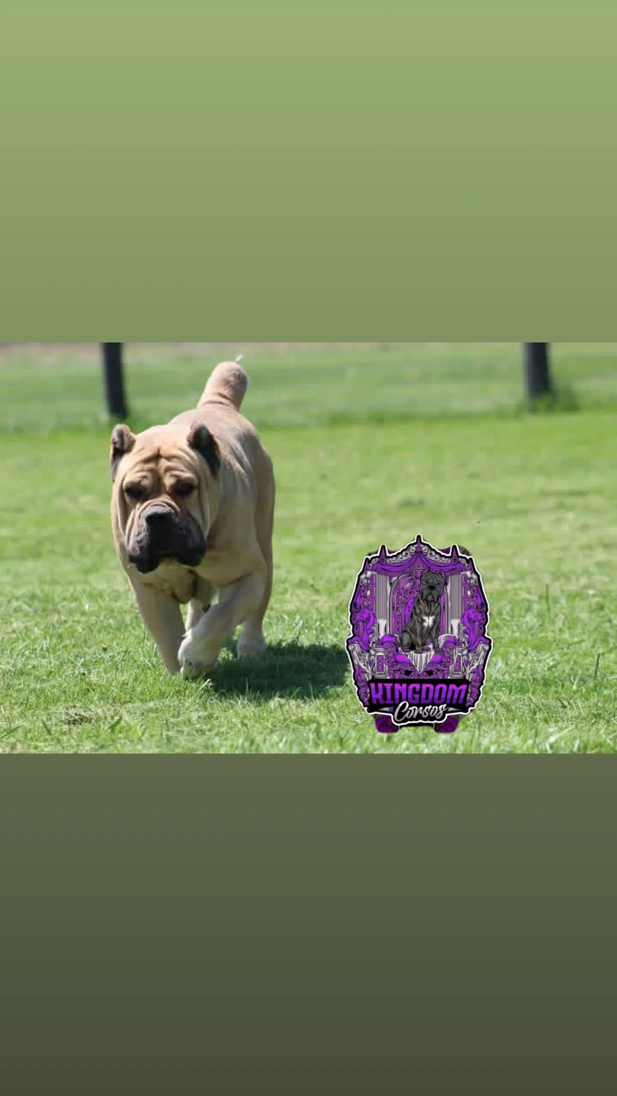 Run of Camaro's litter