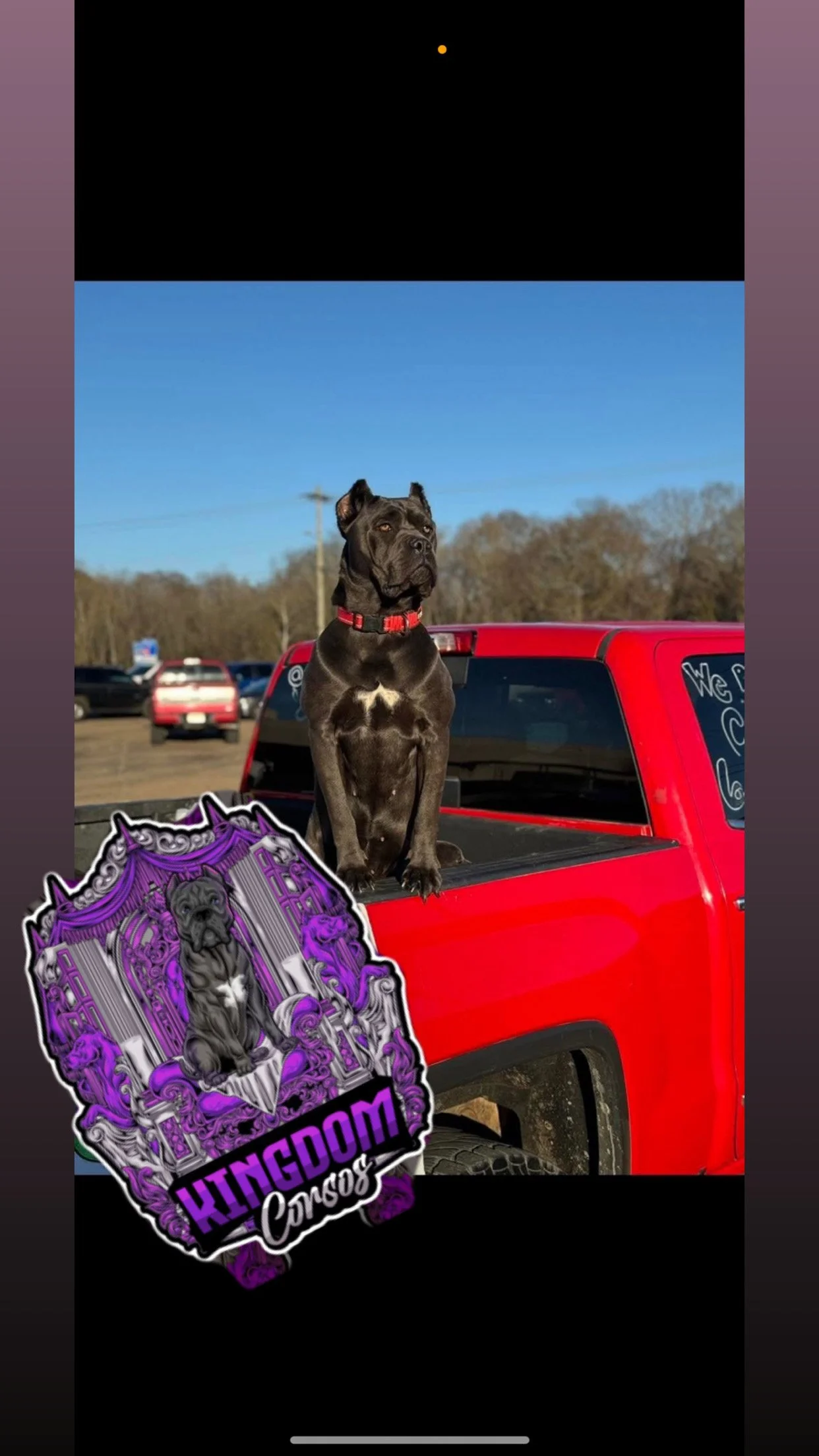 Kingdom corsos Blue Dynasty litter