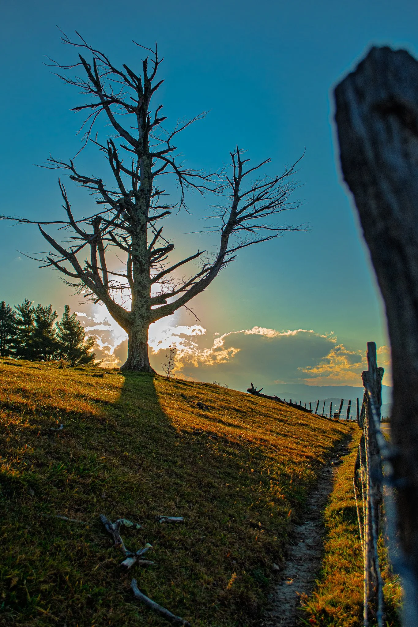 Lonely Tree
