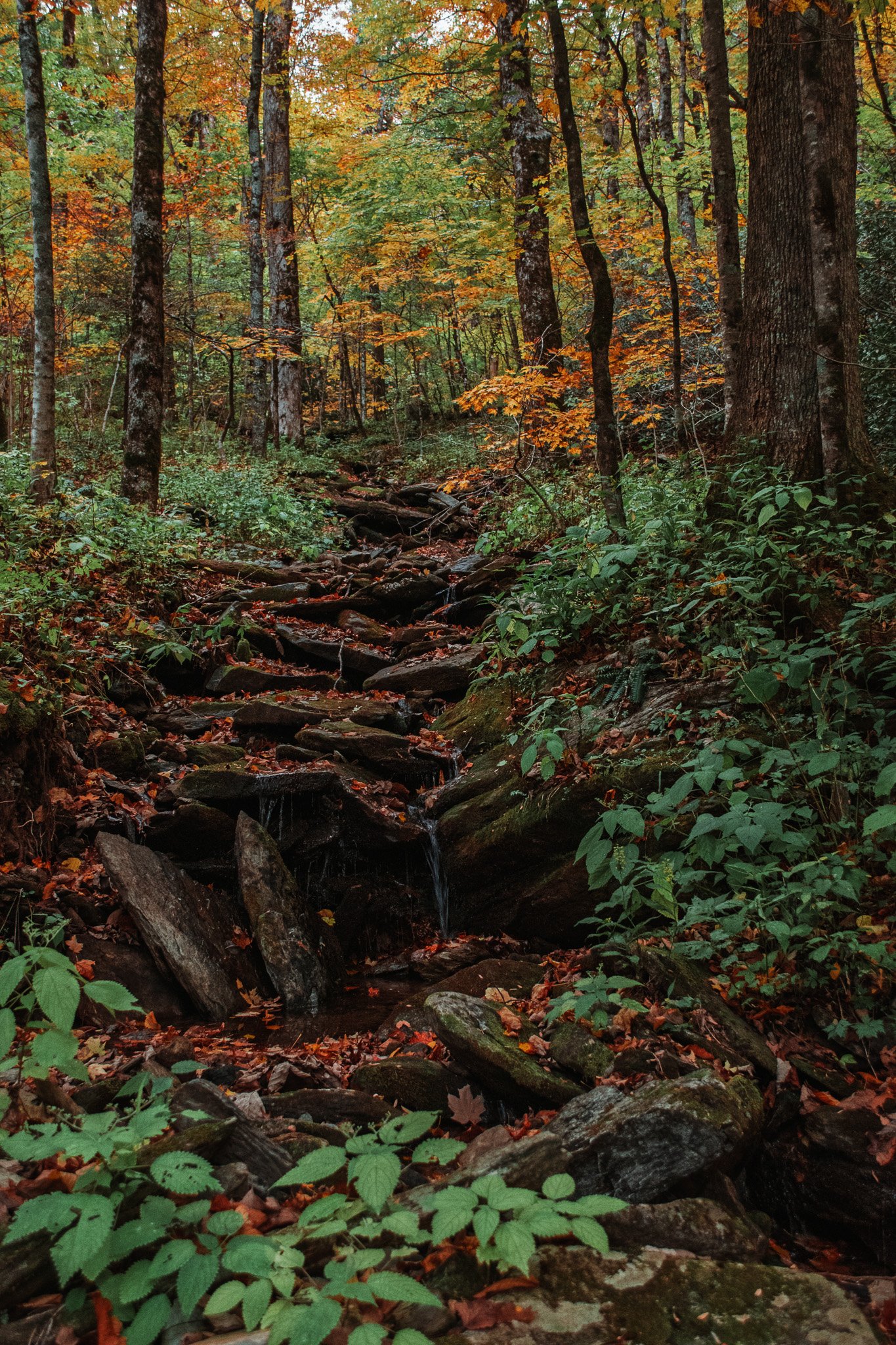 Trickling Stream