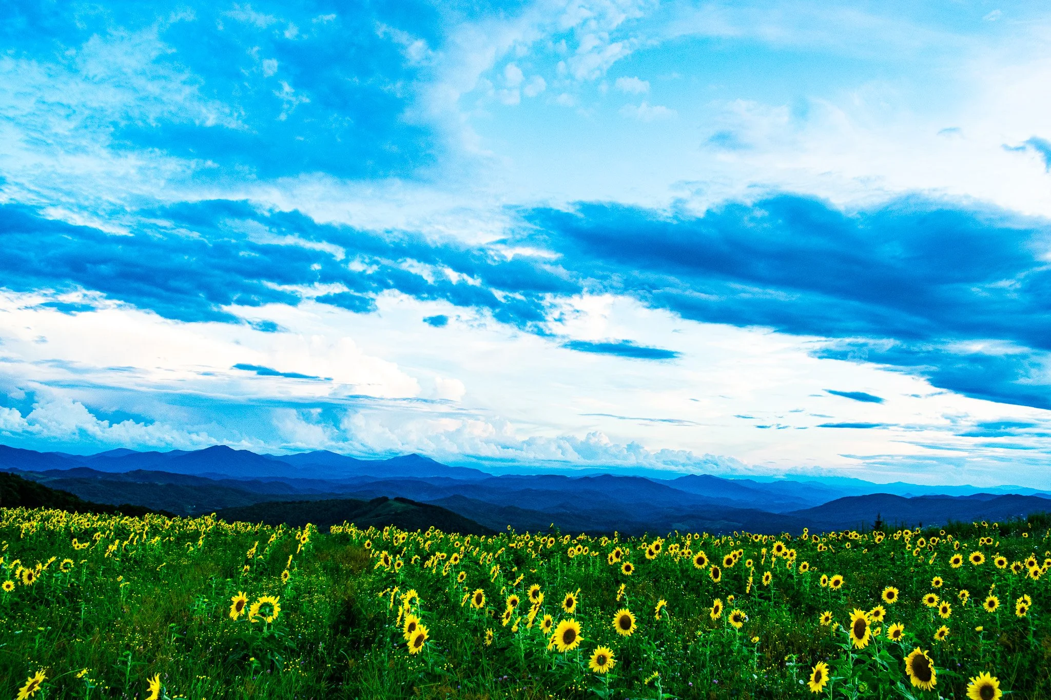 Sunflowers with a view